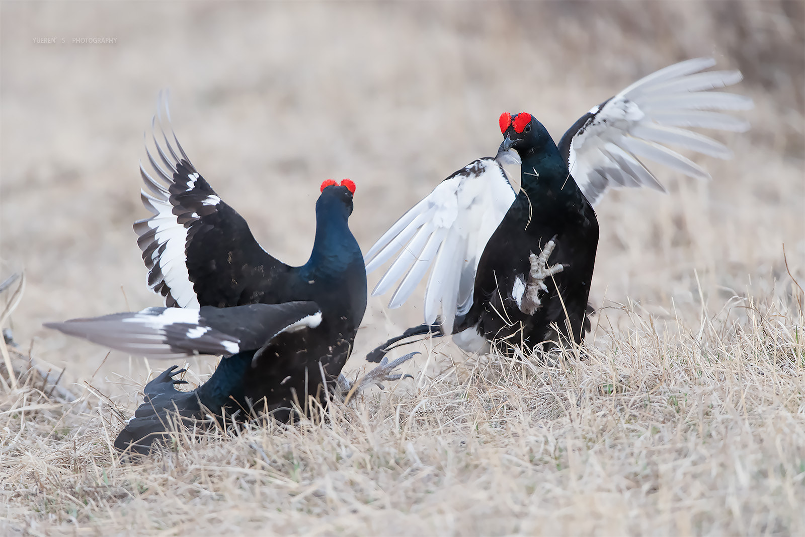 Nikon D5 + Nikon AF-S Nikkor 600mm F4G ED VR sample photo. 黑琴鸡 photography