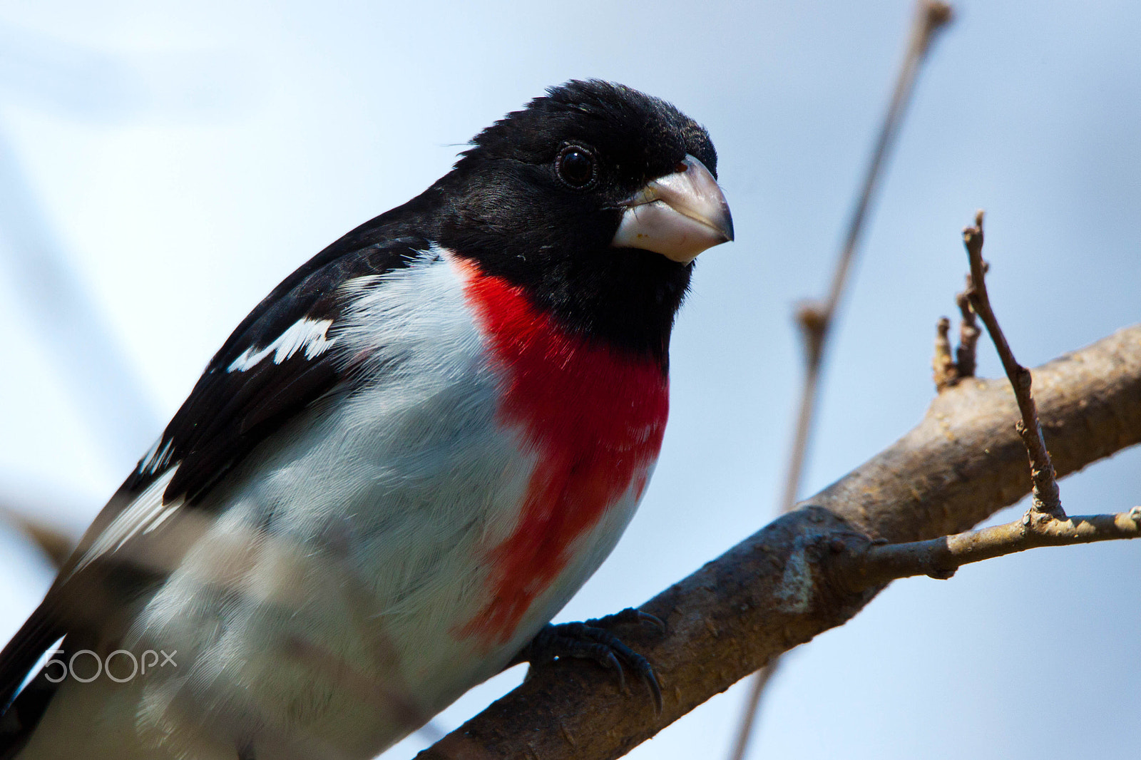 Tamron SP 150-600mm F5-6.3 Di VC USD sample photo. Rose-breasted grosbeak photography