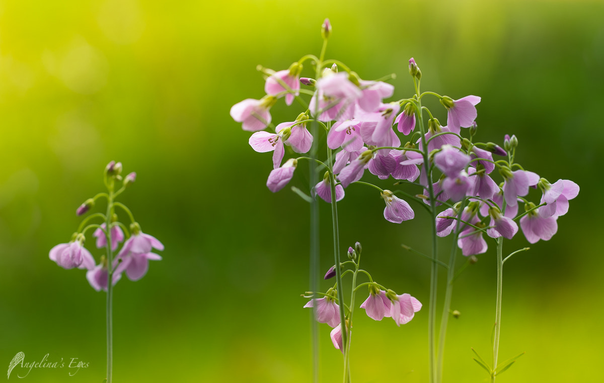 100mm F2.8 G SSM OSS sample photo. Carillon photography