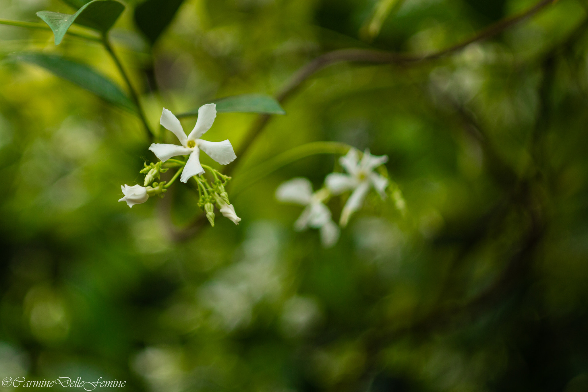 Canon EF 35-80mm f/4-5.6 sample photo. Swirly photography