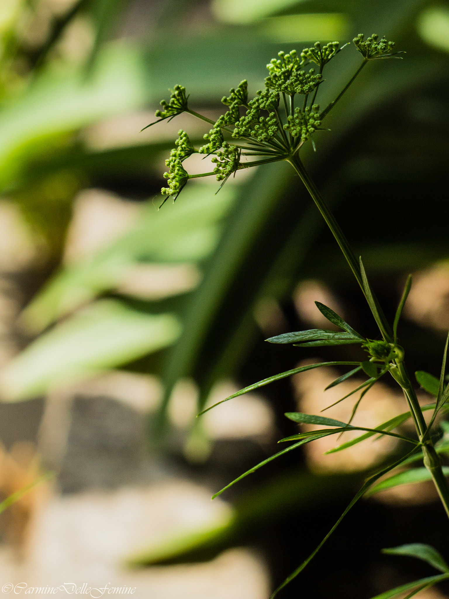 Canon EF 35-80mm f/4-5.6 sample photo