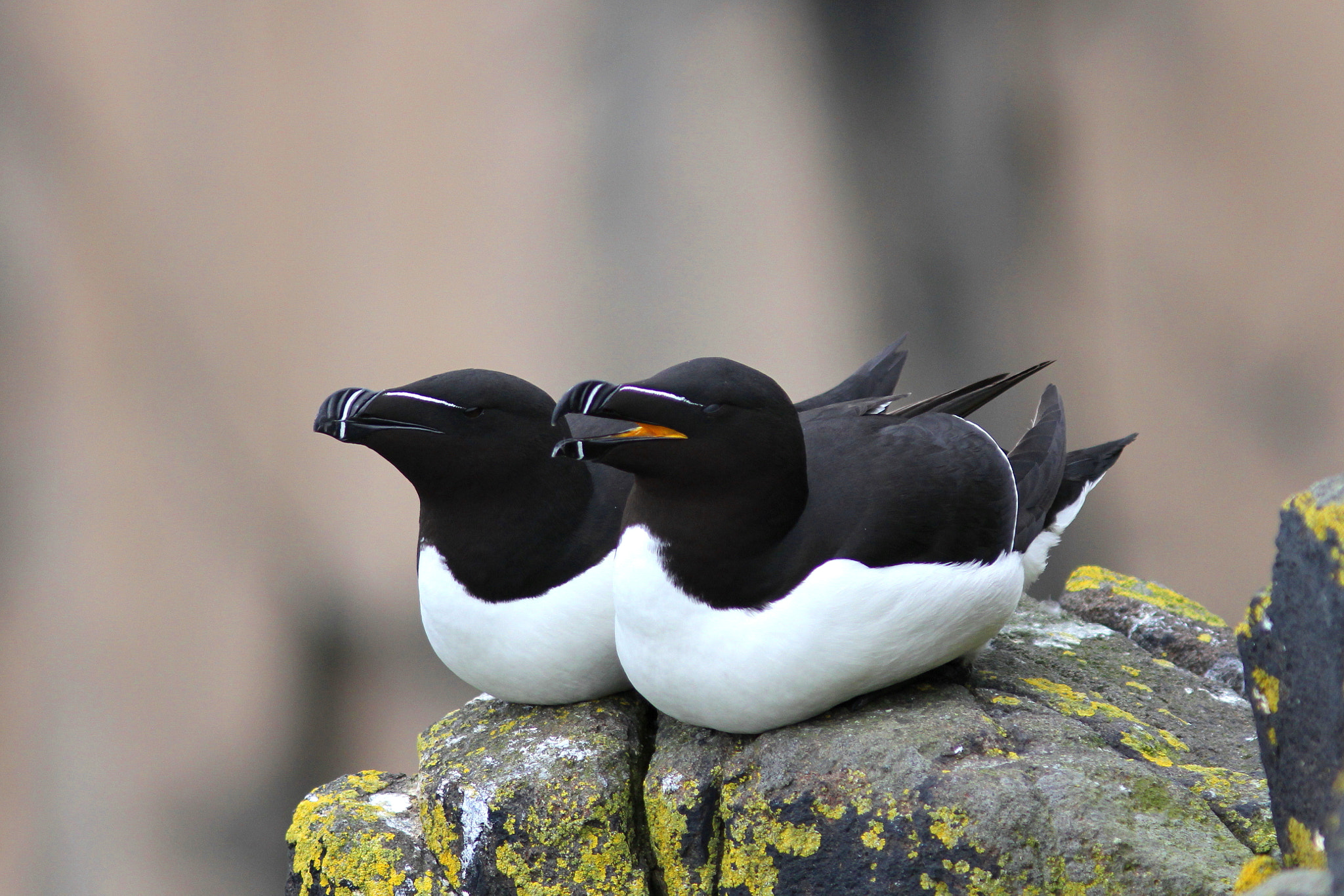 Canon EF 300mm F4L IS USM sample photo. Razorbill photography