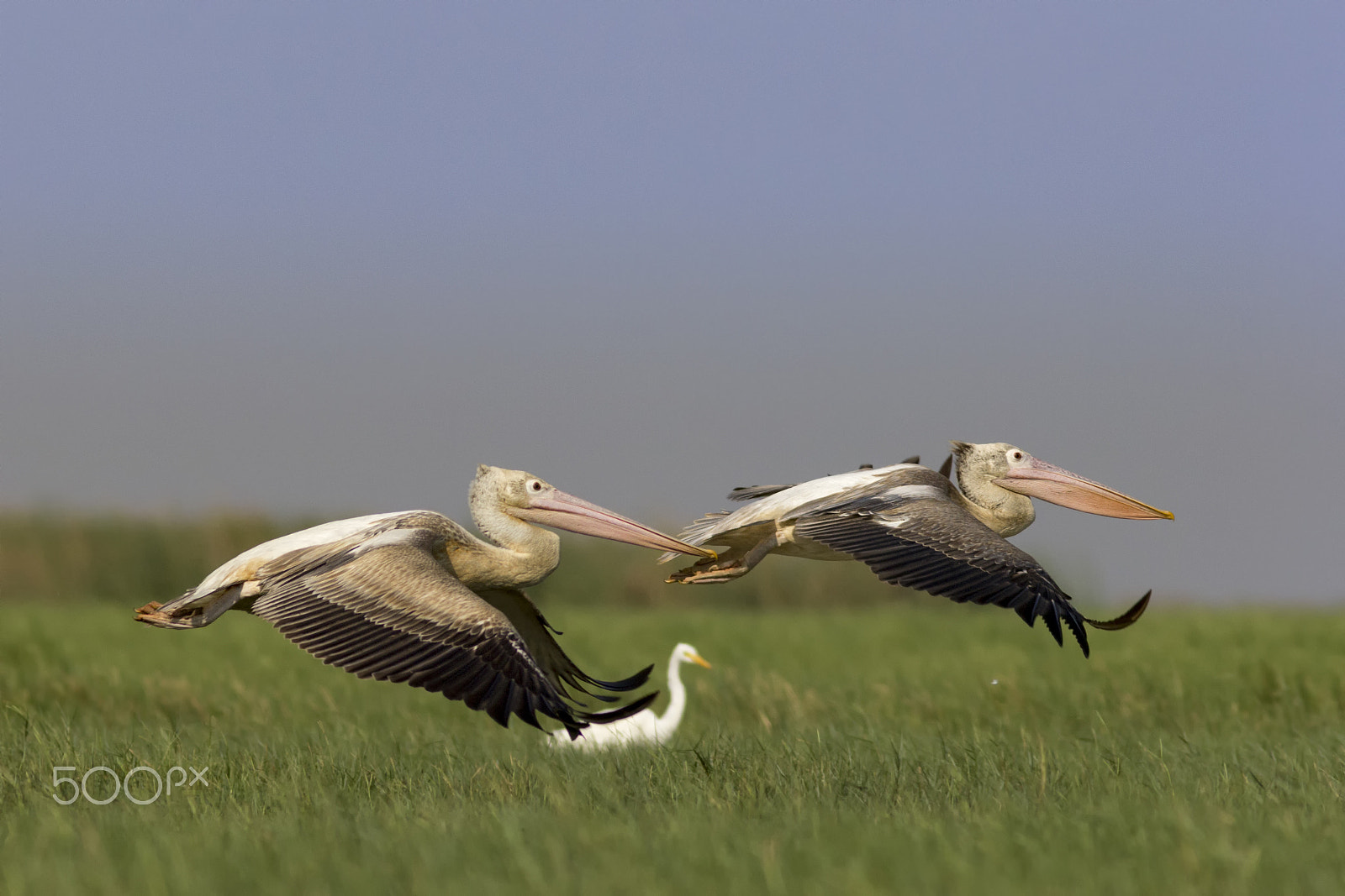 Canon EF 300mm F4L IS USM sample photo. Spot-billed pelican photography