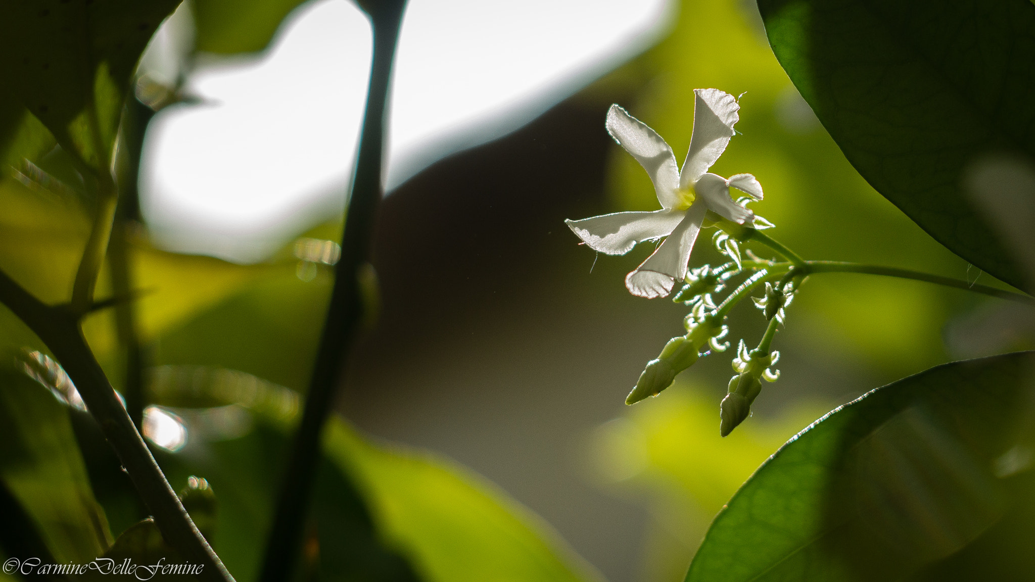 Canon EF 35-80mm f/4-5.6 sample photo
