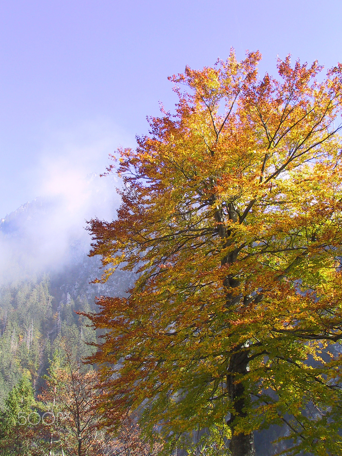 Canon POWERSHOT G1 sample photo. Illuminated tree at neuschwanstein castle photography