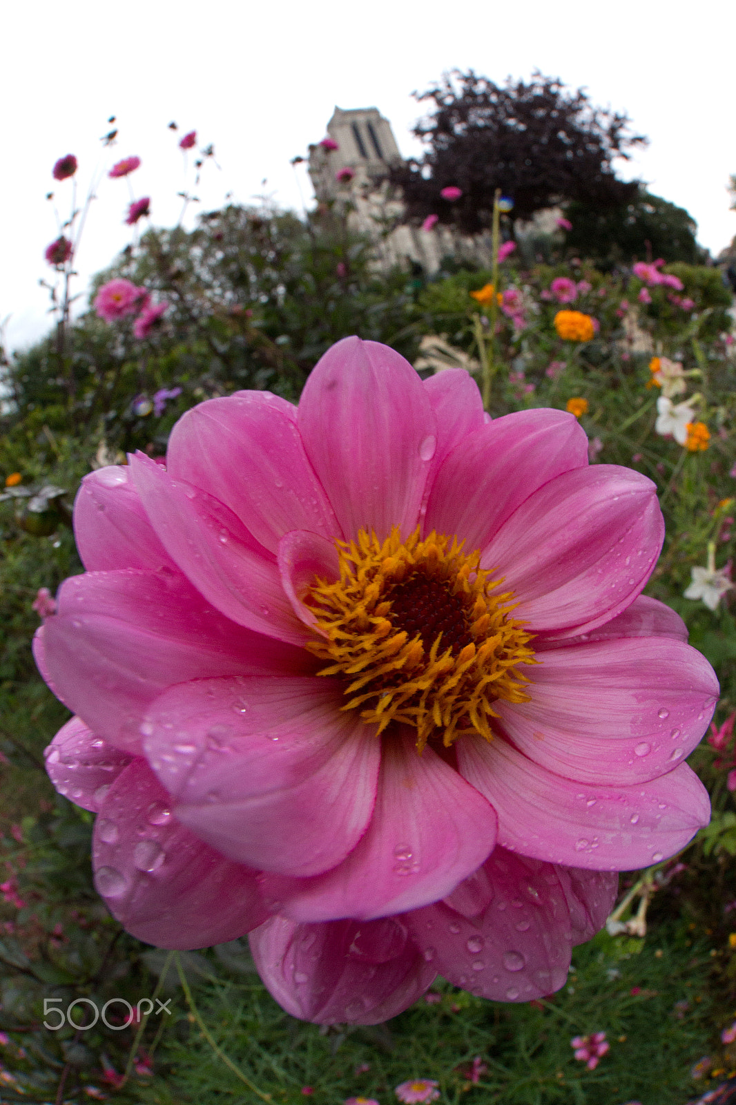 Canon EF 8-15mm F4L Fisheye USM sample photo. Flowers in the gardens of notre dame photography