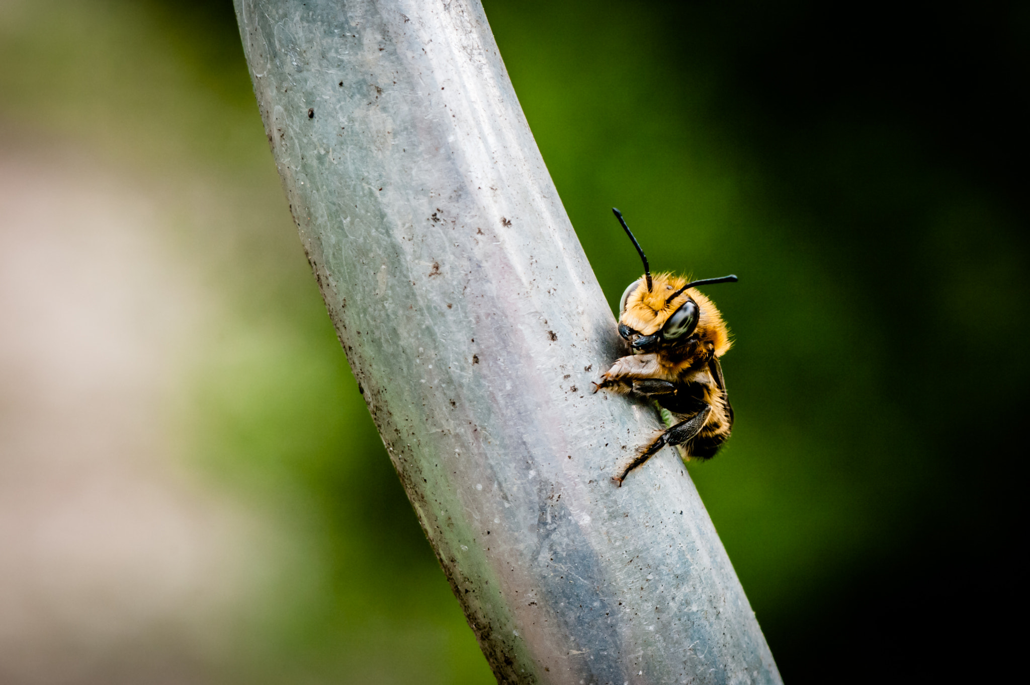 Pentax K20D + smc PENTAX-FA MACRO 100mm F3.5 sample photo. .bee.nice.reloaded. photography