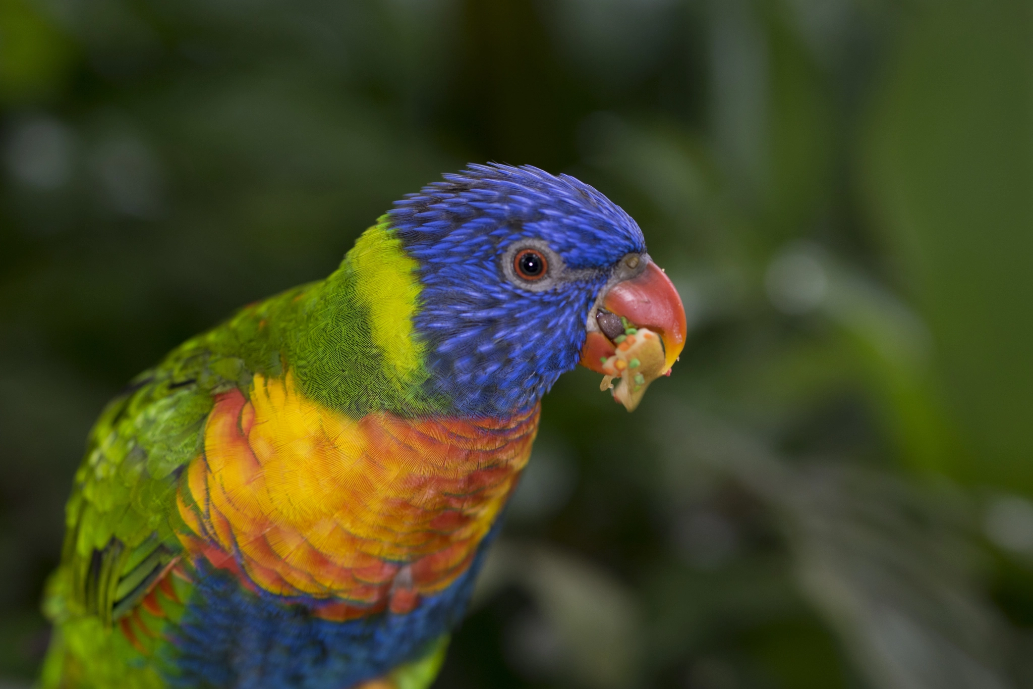 Sony ILCA-77M2 + 90mm F2.8 Macro SSM sample photo. Little parrot from costa rica photography