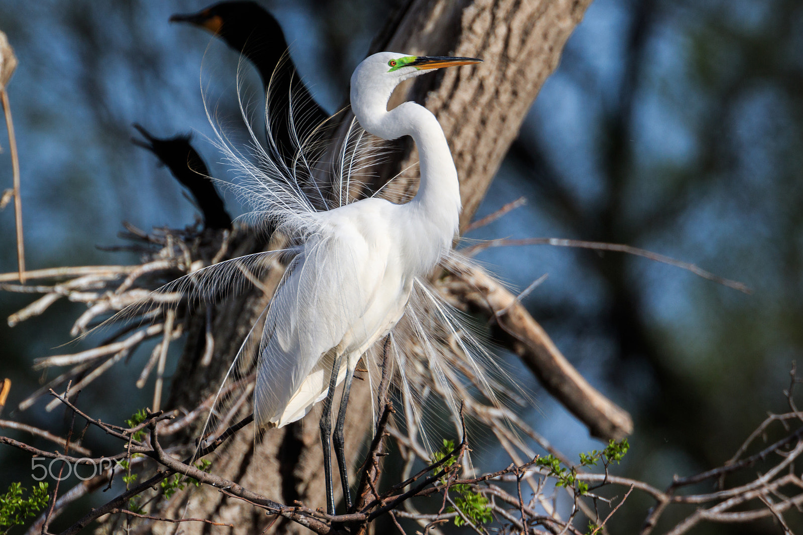 Canon EF 500mm F4L IS USM sample photo. Great egret photography