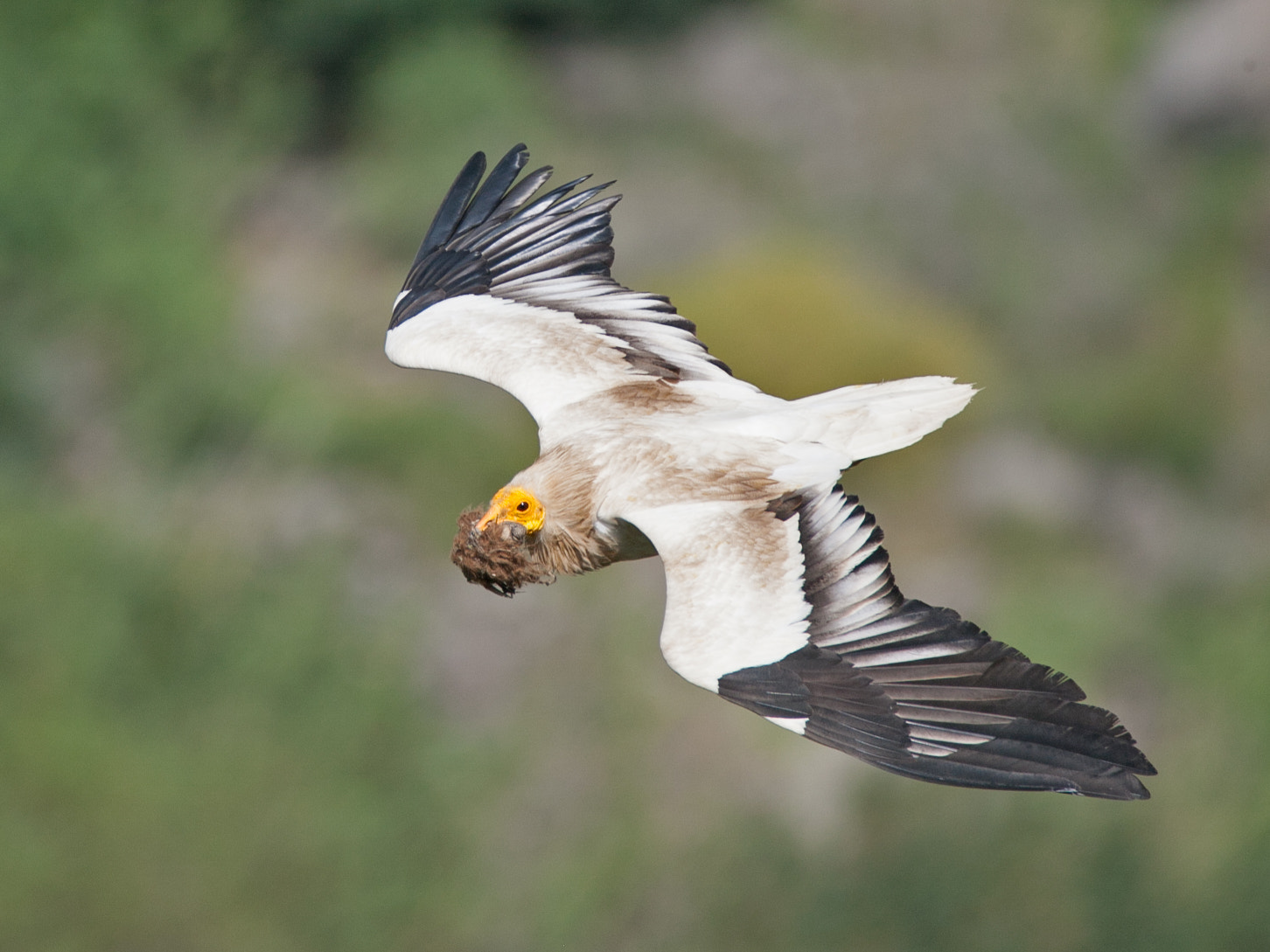 Canon EOS-1Ds Mark III + Tamron SP 150-600mm F5-6.3 Di VC USD sample photo. Egyptian vulture photography