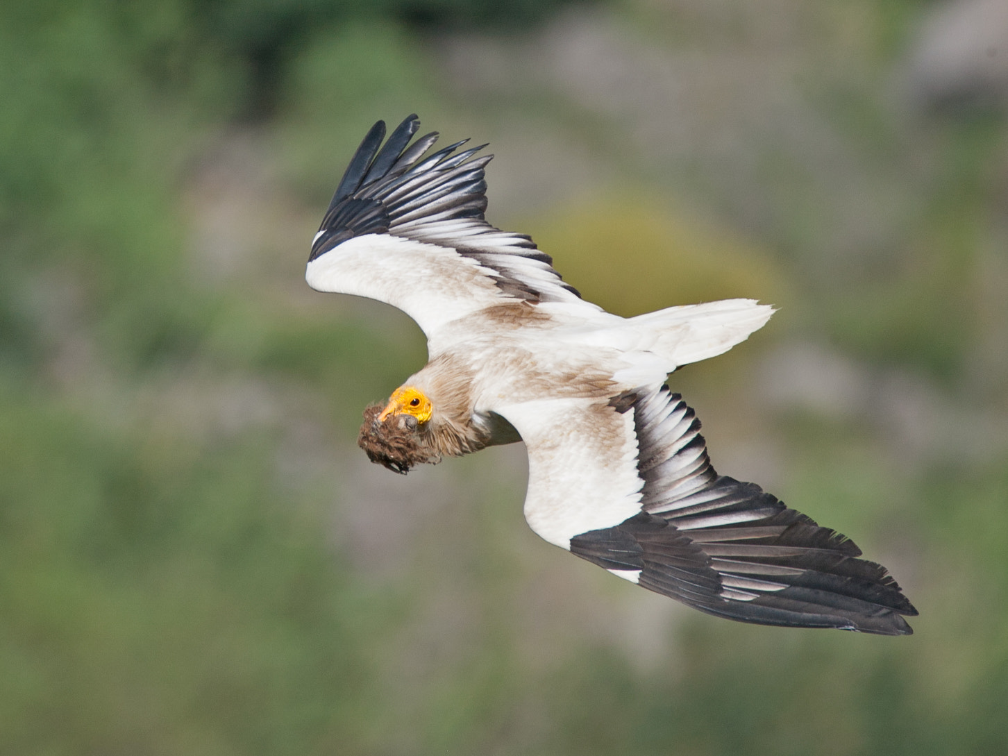 Canon EOS-1Ds Mark III sample photo. Egyptian vulture photography