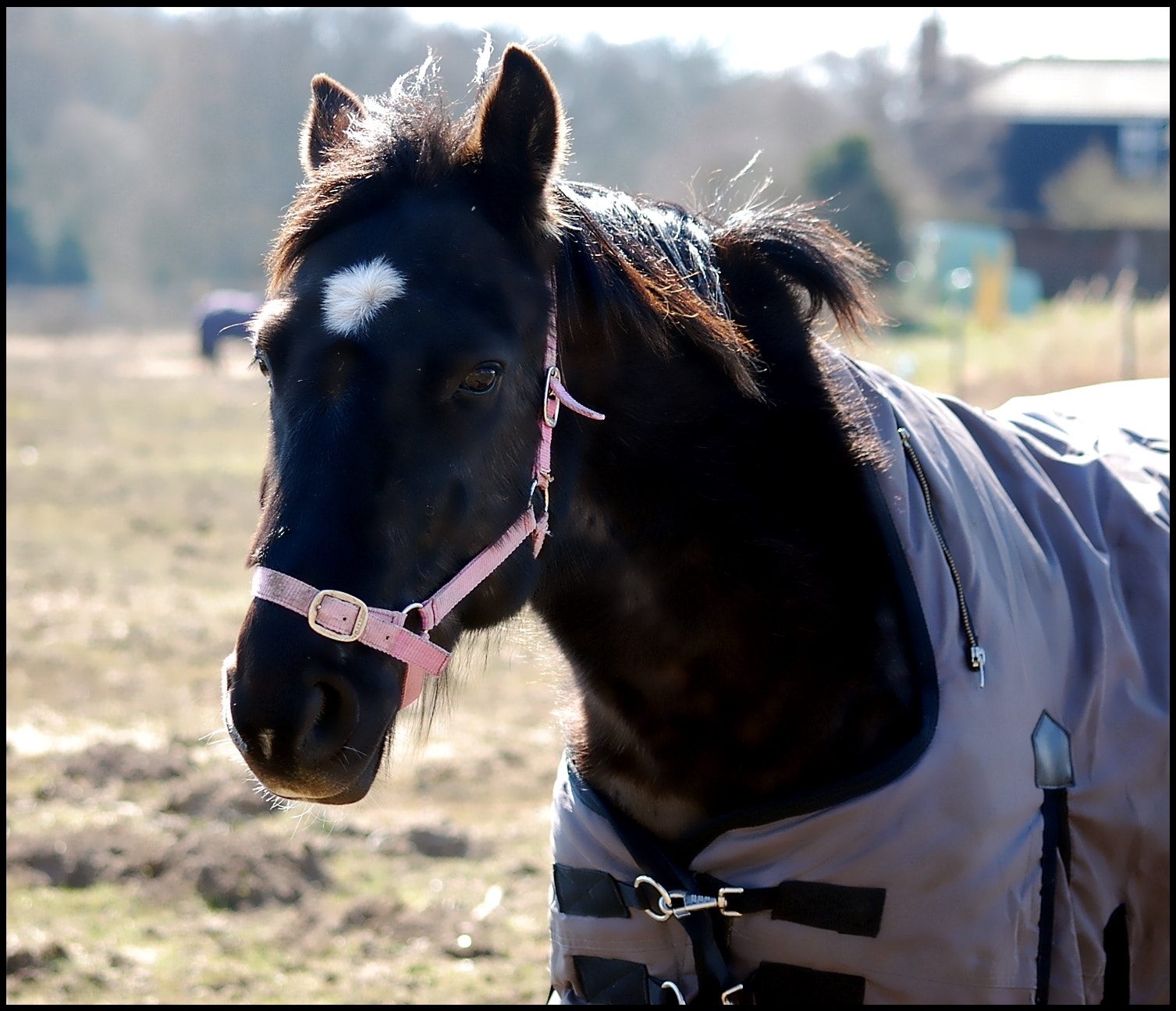 Sigma 70-300mm F4-5.6 APO DG Macro sample photo. Horse2 photography