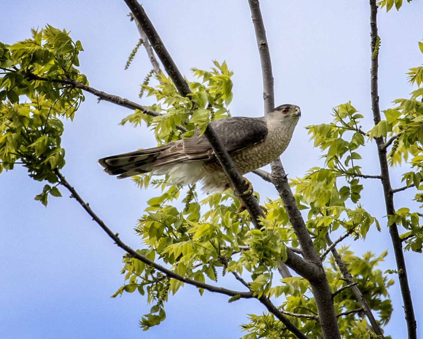 Canon EOS-1D X Mark II + Canon EF 100-400mm F4.5-5.6L IS II USM sample photo. Hawk photography