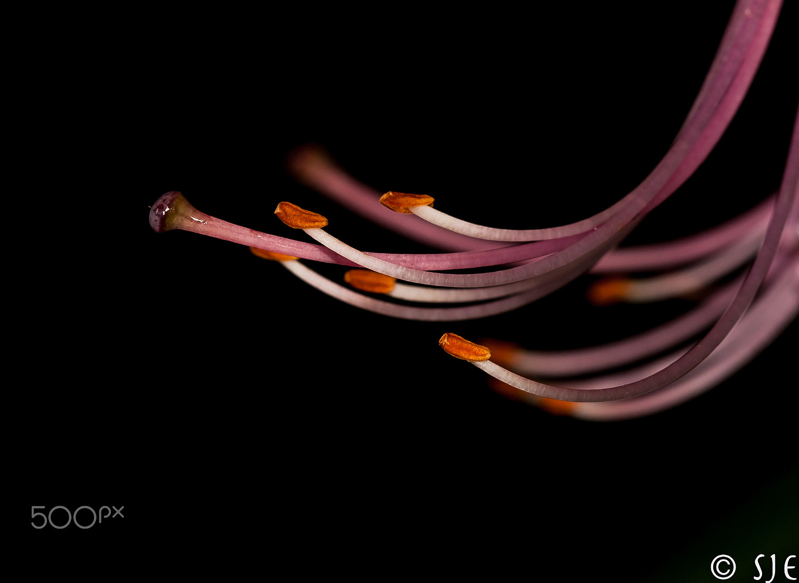 Canon EOS-1Ds Mark III sample photo. Azalea pistil and stamen, central park, nyc photography