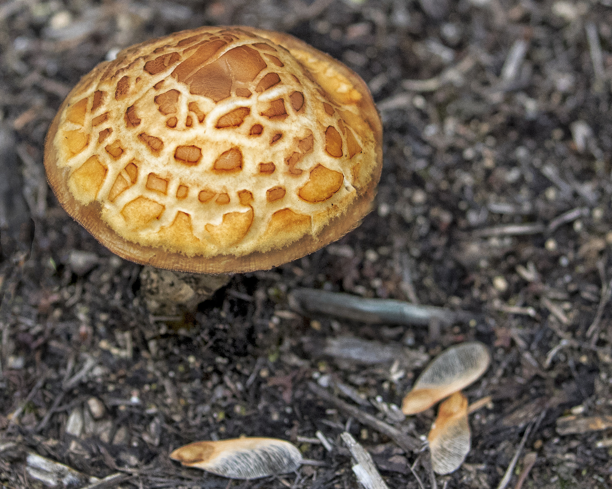 Canon EF 100-400mm F4.5-5.6L IS II USM sample photo. Mushroom photography