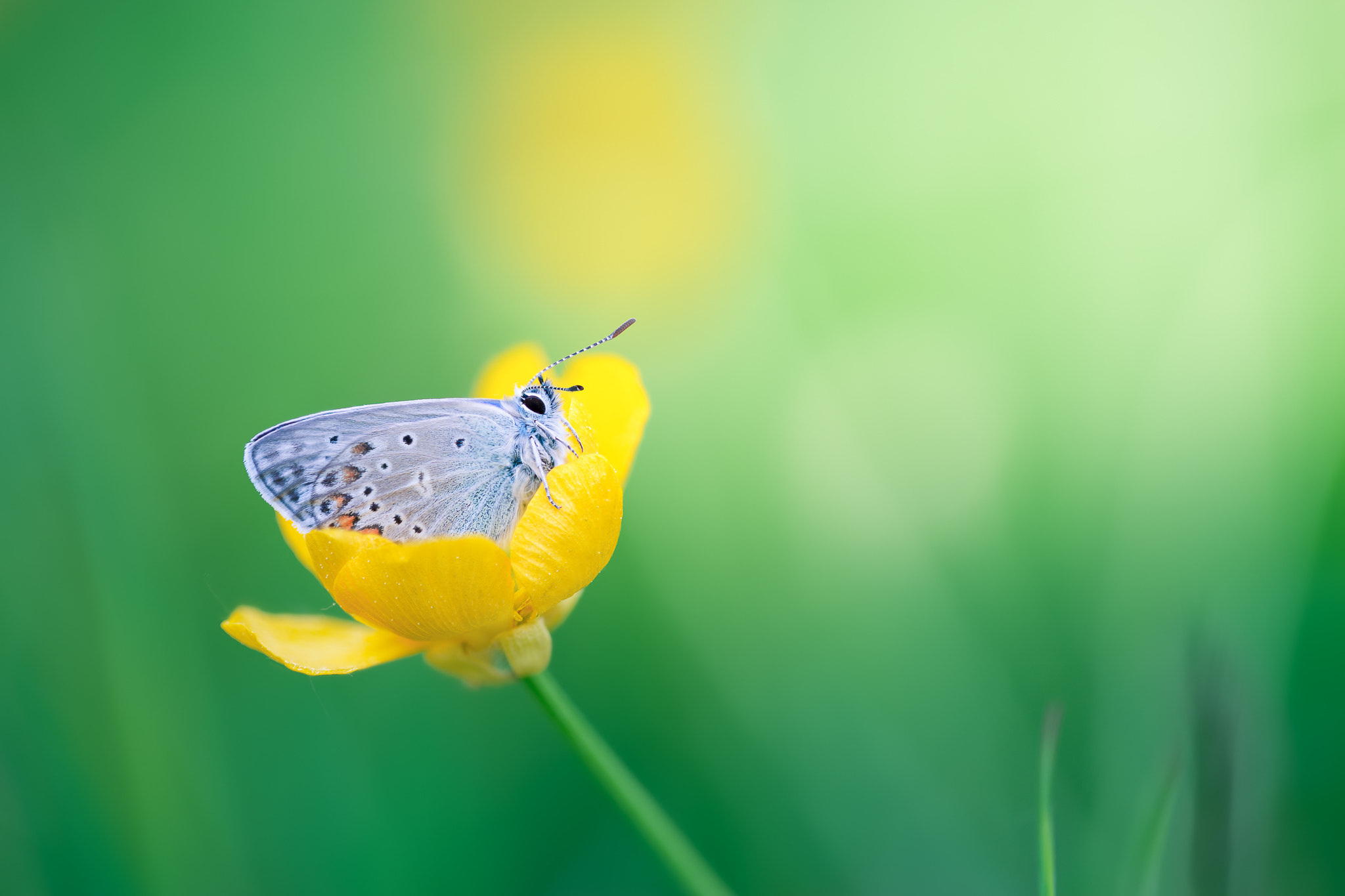 100mm F2.8 G SSM OSS sample photo. Cosy buttercup... photography