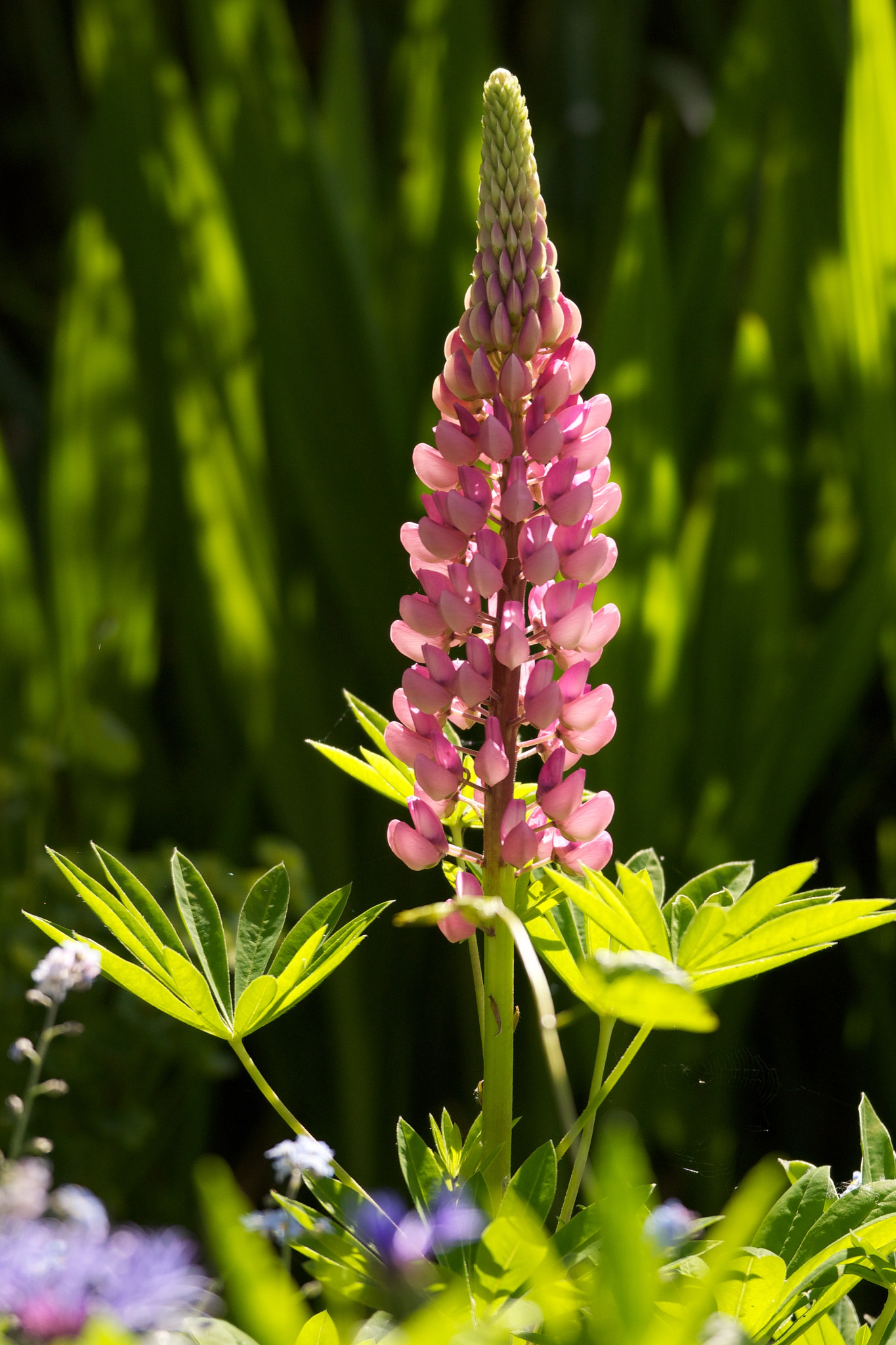Sony 70-300mm F4.5-5.6 G SSM sample photo. The first spike photography