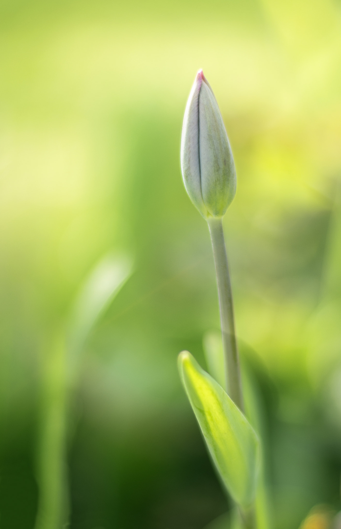 Canon EOS 650D (EOS Rebel T4i / EOS Kiss X6i) + Canon EF 50mm F1.4 USM sample photo. Isparta lalesi photography