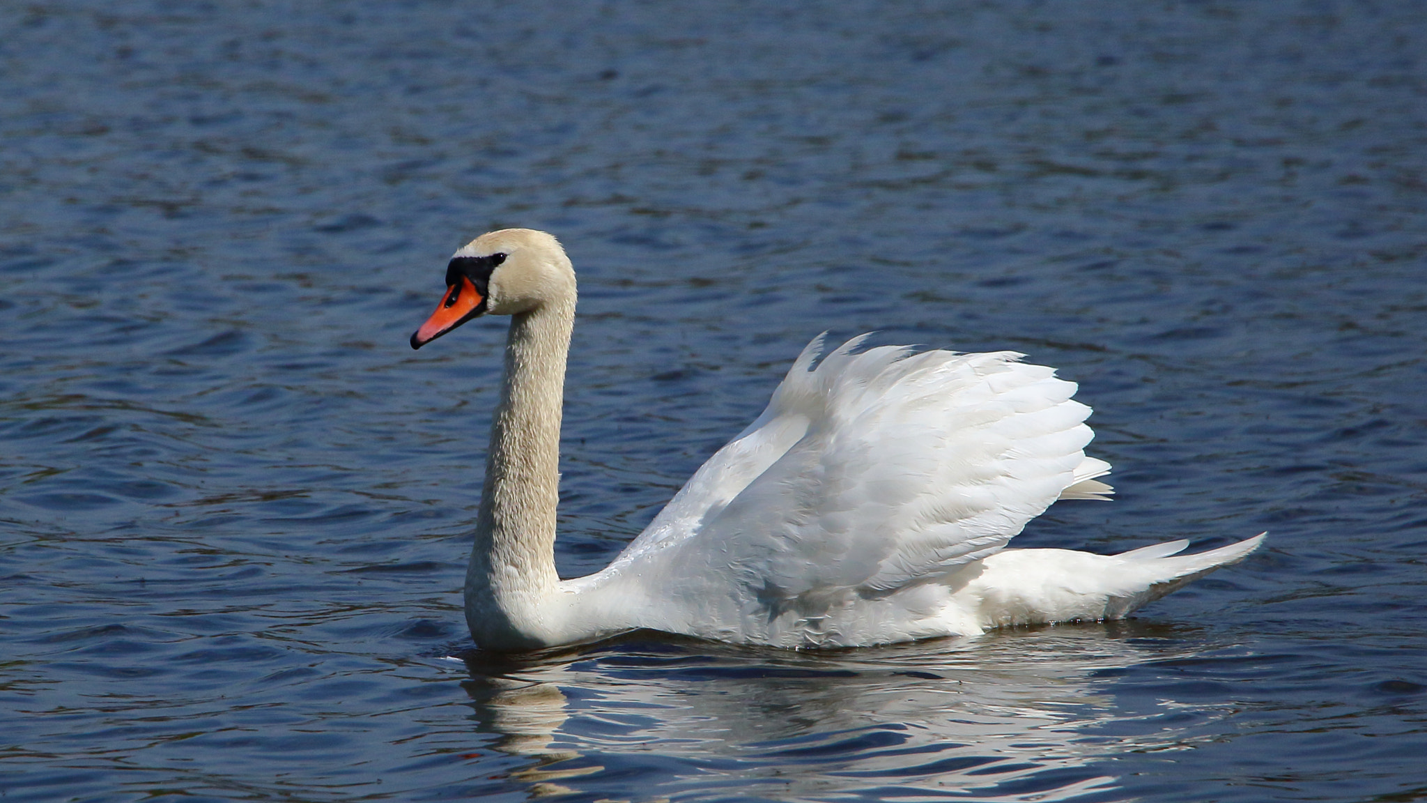 Canon EOS 700D (EOS Rebel T5i / EOS Kiss X7i) + Canon EF-S 18-135mm F3.5-5.6 IS STM sample photo. The mute swan photography