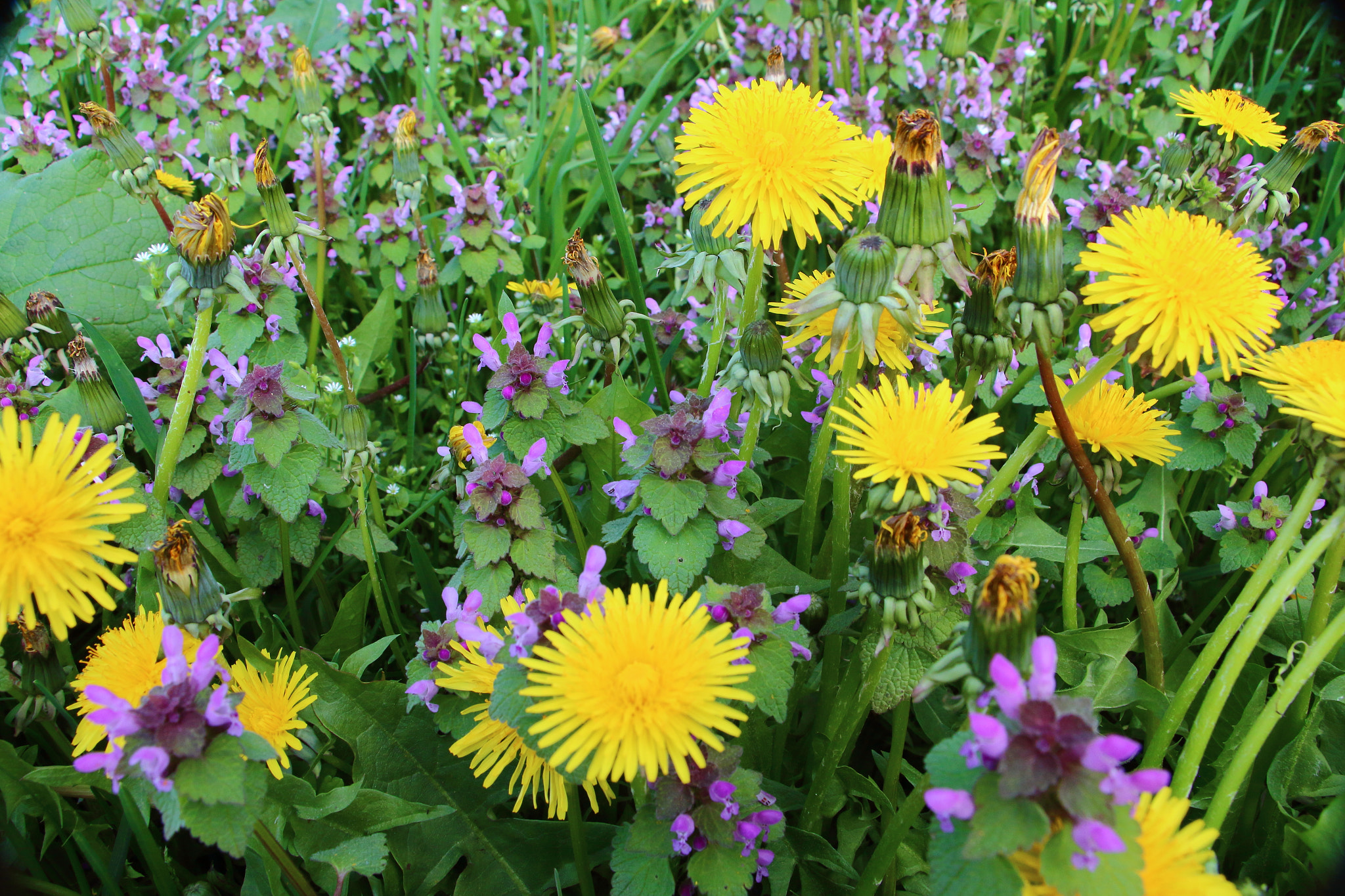 Canon EOS 700D (EOS Rebel T5i / EOS Kiss X7i) + Canon EF-S 18-135mm F3.5-5.6 IS STM sample photo. Wildflowers photography