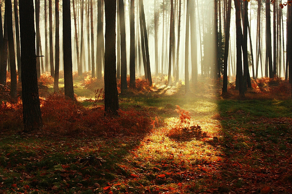 Canon EOS 450D (EOS Rebel XSi / EOS Kiss X2) sample photo. Morning light in forest photography