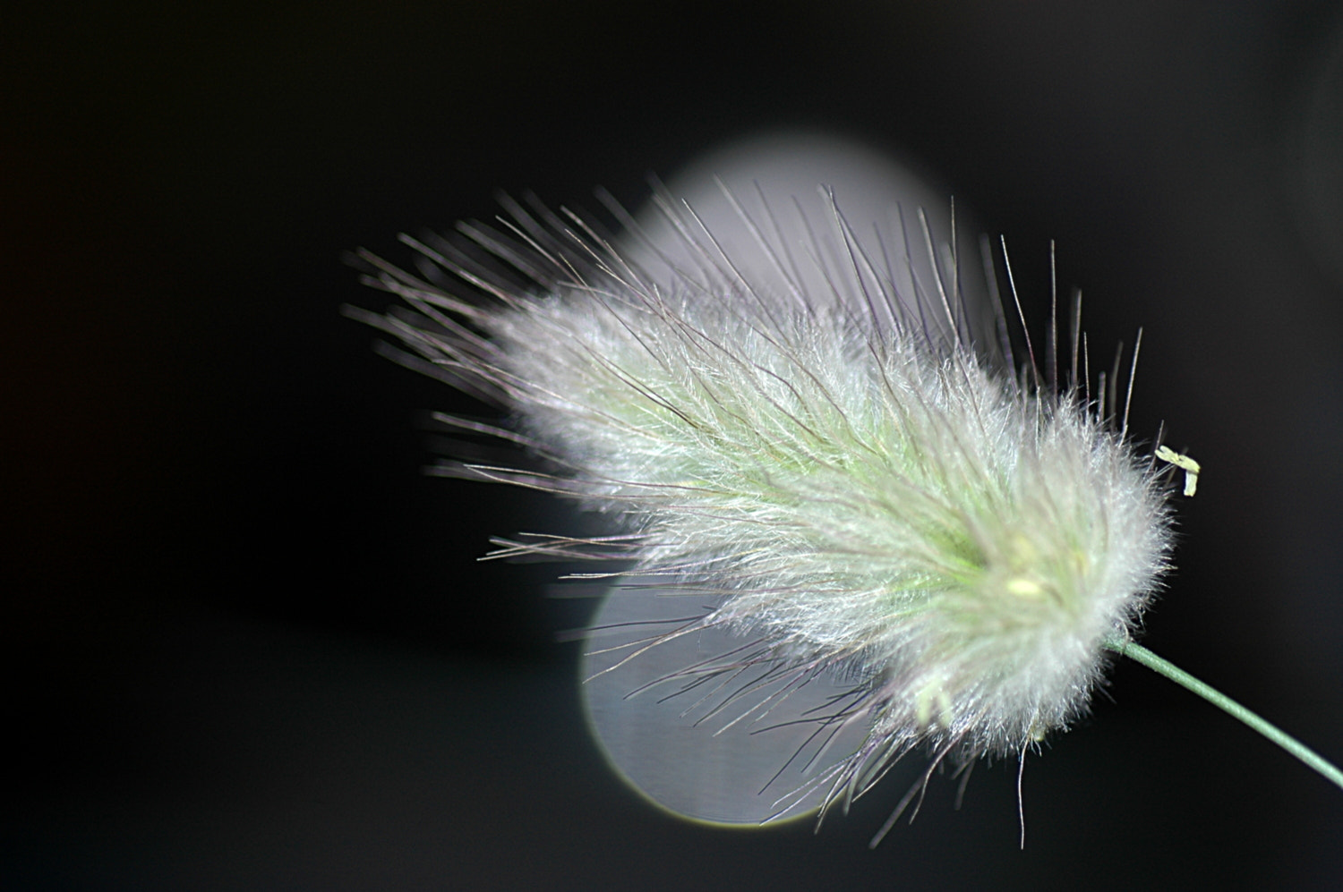 Nikon D70s + Sigma Macro 90mm F2.8 sample photo. A photography