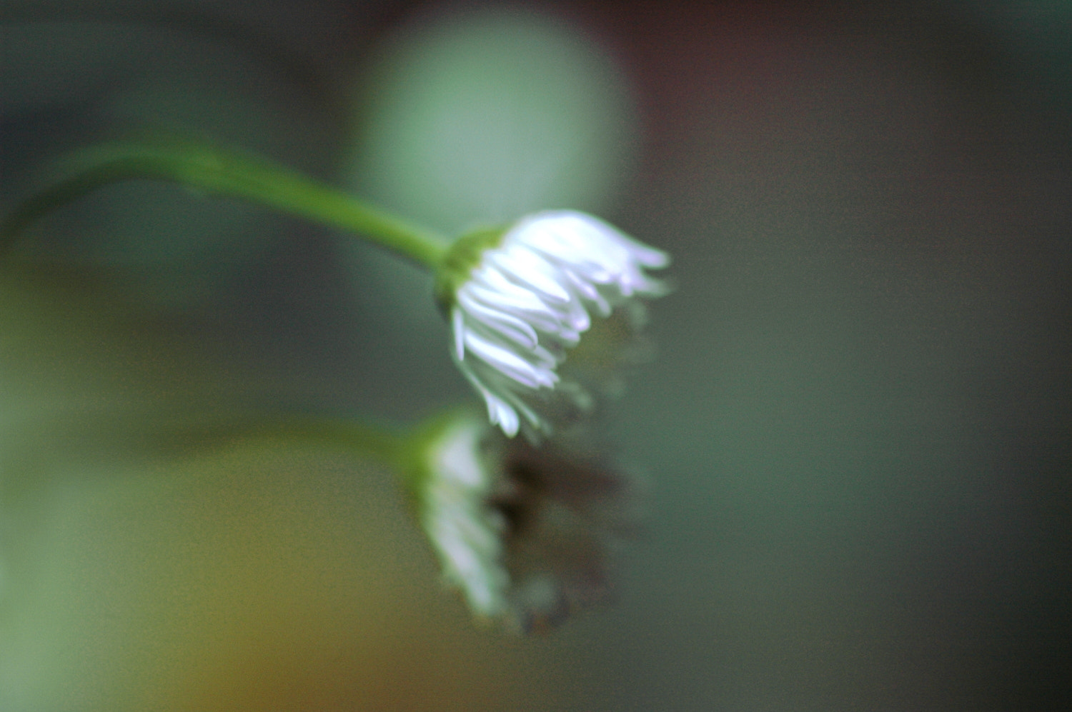Nikon D70s + Sigma Macro 90mm F2.8 sample photo. A photography