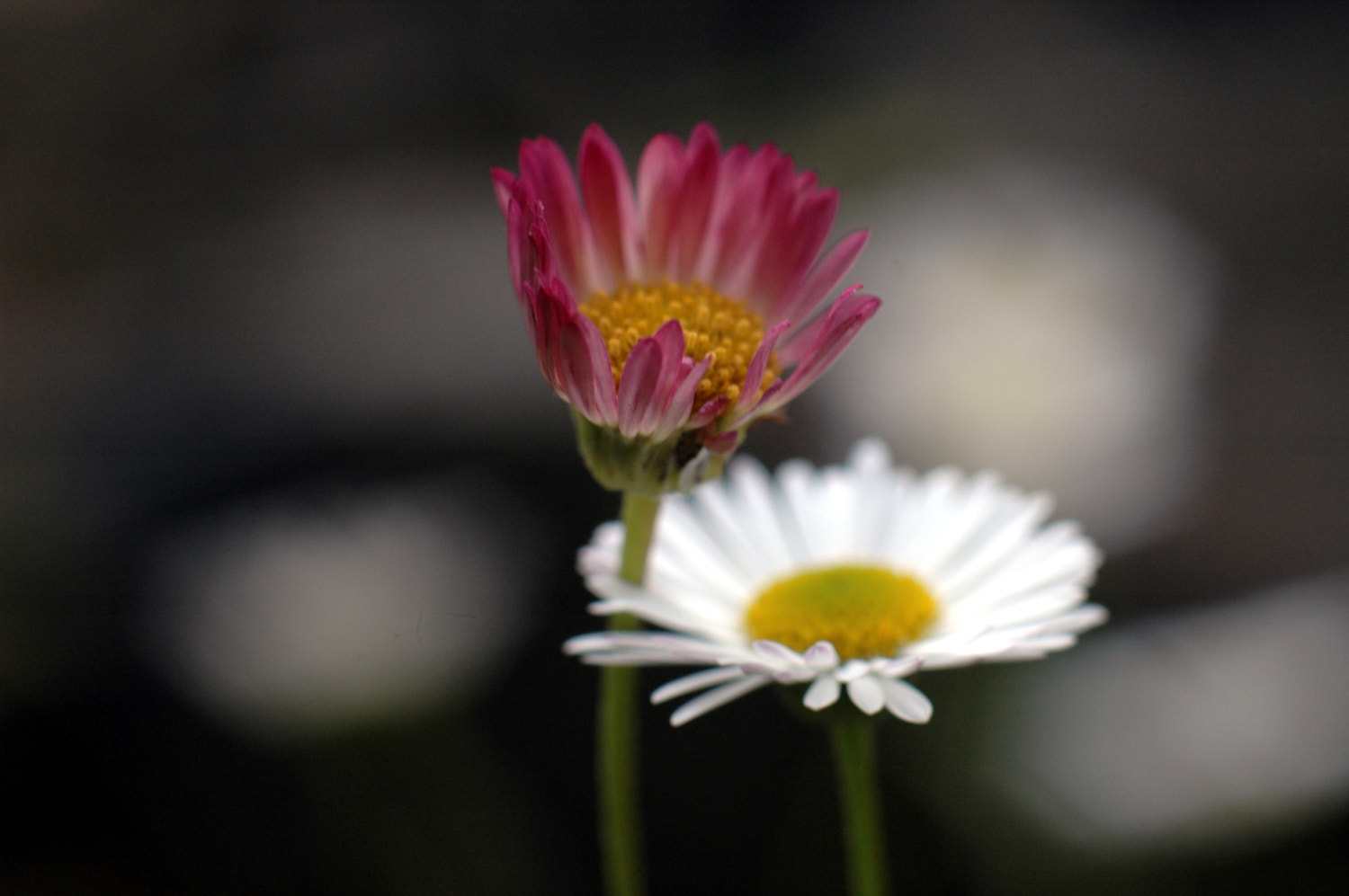 Nikon D70s + Sigma Macro 90mm F2.8 sample photo. A photography
