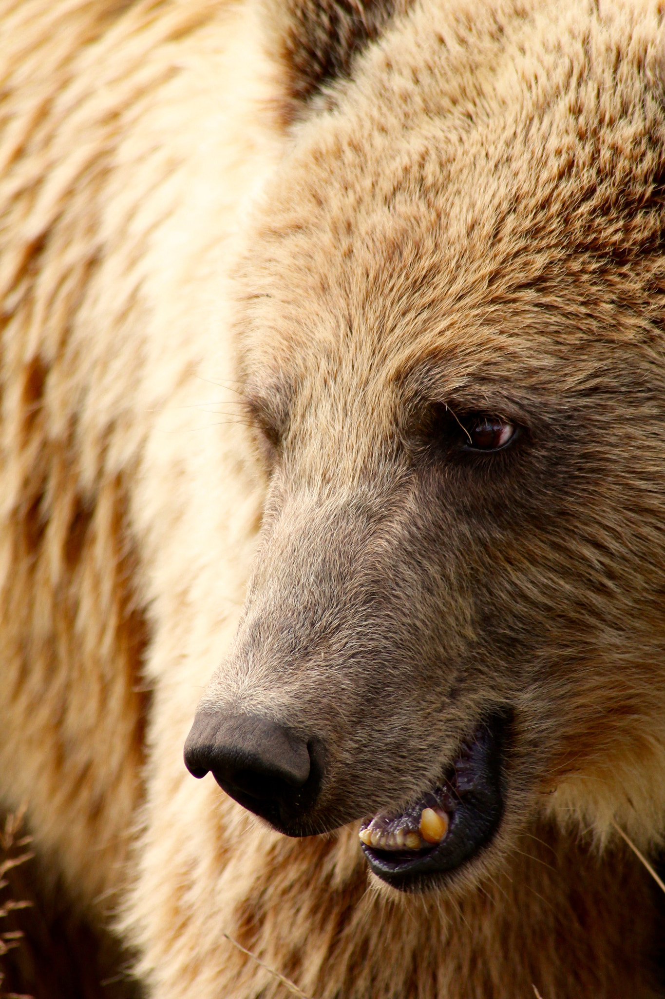 Canon EOS 1100D (EOS Rebel T3 / EOS Kiss X50) + Canon 70-300mm sample photo. Brown bear photography