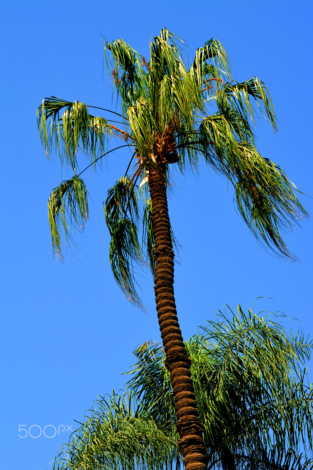 Nikon AF Nikkor 70-300mm F4-5.6G sample photo. Palm tree photography