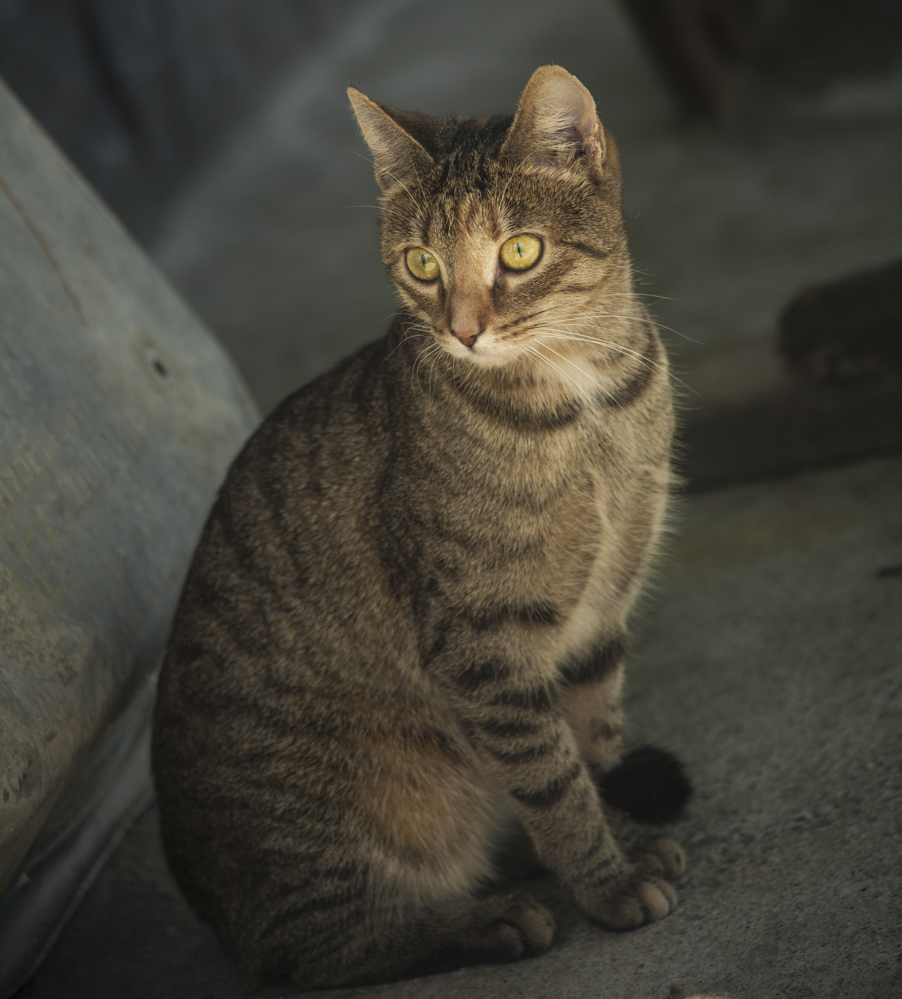 Canon EF 35-105mm f/3.5-4.5 sample photo. Cat photography