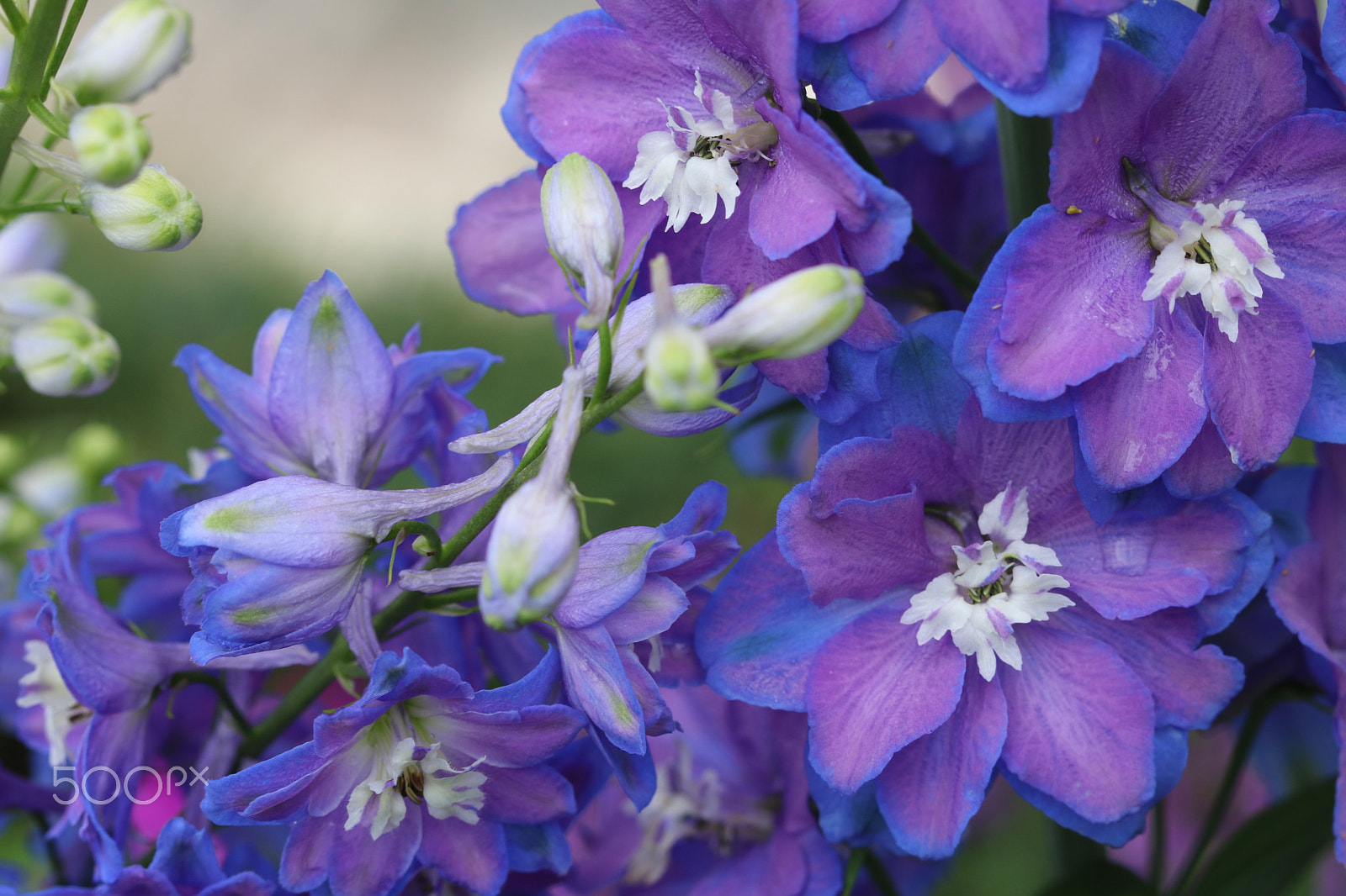 Canon EF 100mm F2.8 Macro USM sample photo. Larkspur 6428 photography