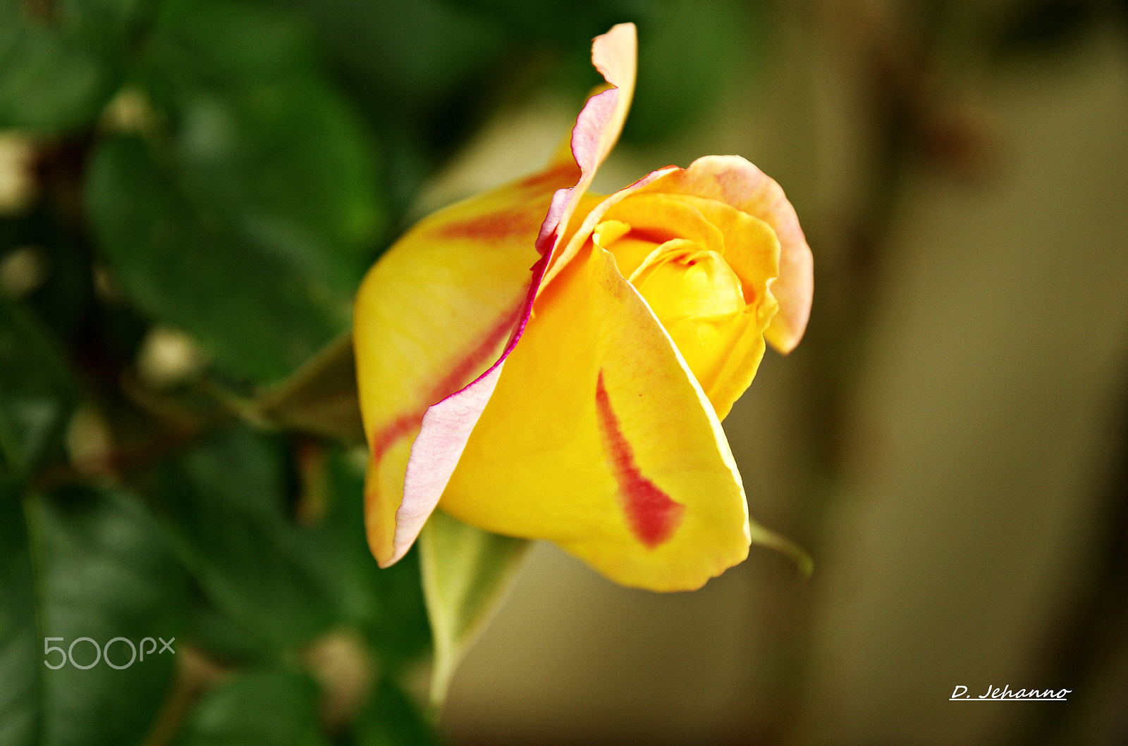 Pentax K-5 sample photo. A heart to be taken... photography