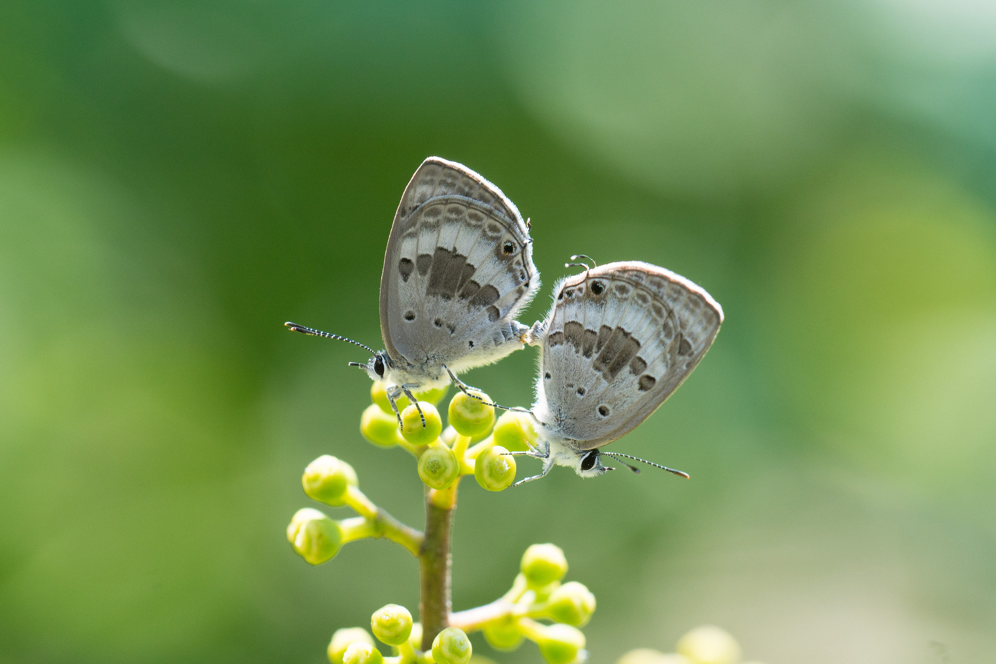 Sony ILCA-77M2 + Sigma 180mm F3.5 EX DG Macro sample photo. Butterfly photography