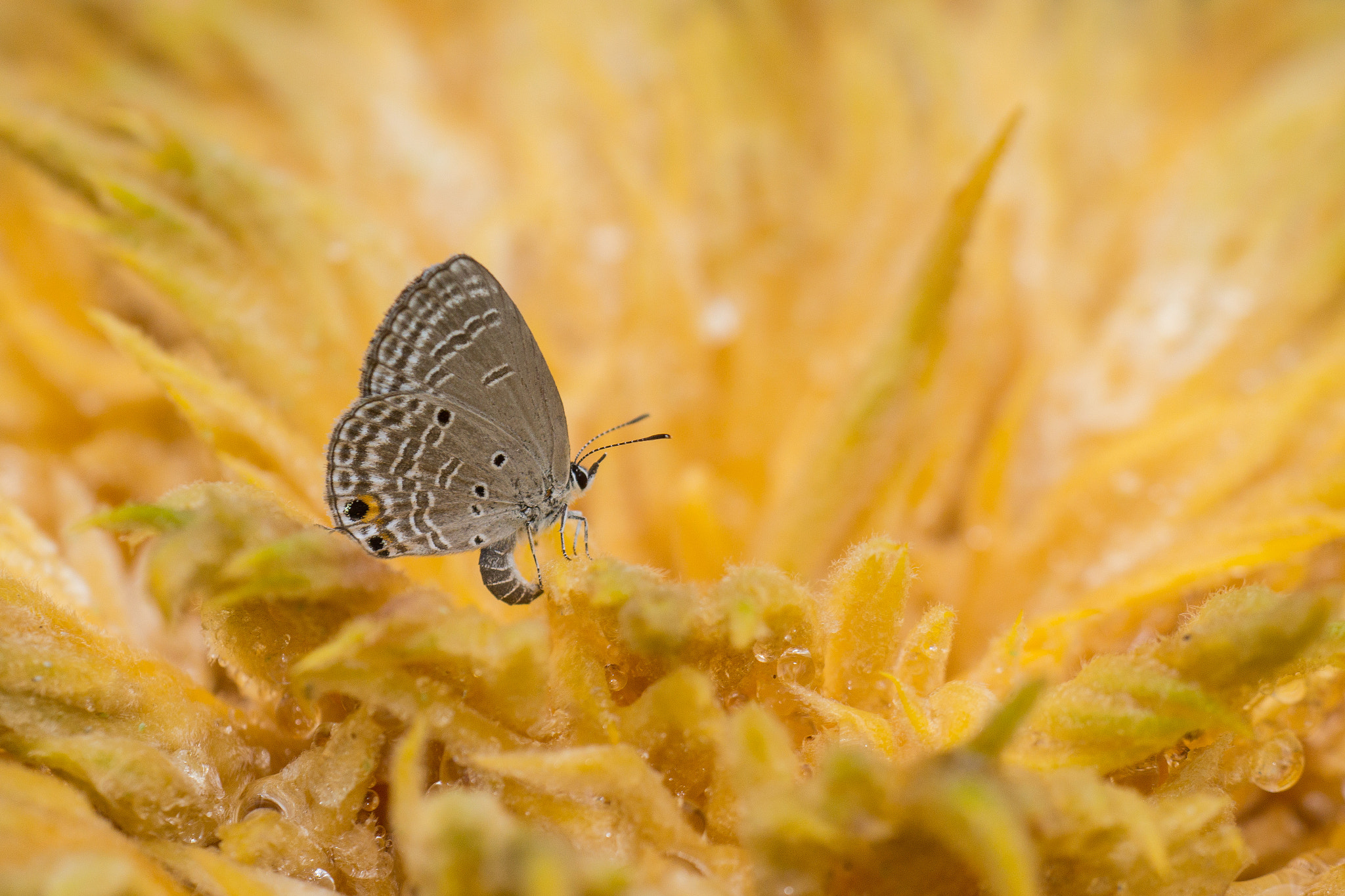 Sony SLT-A77 + Sigma 180mm F3.5 EX DG Macro sample photo. Butterfly photography