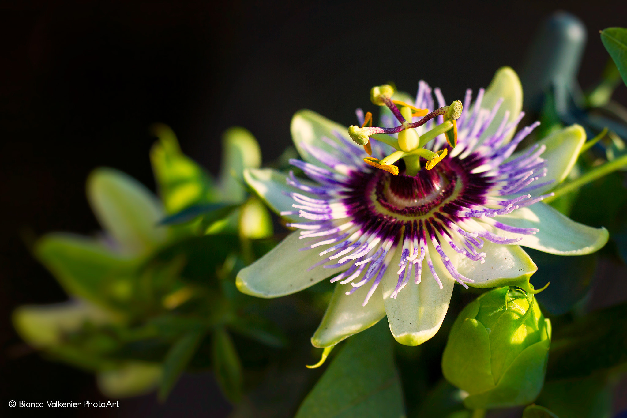 Sigma 150mm f/2.8 EX DG OS HSM APO Macro sample photo. Passiflora photography