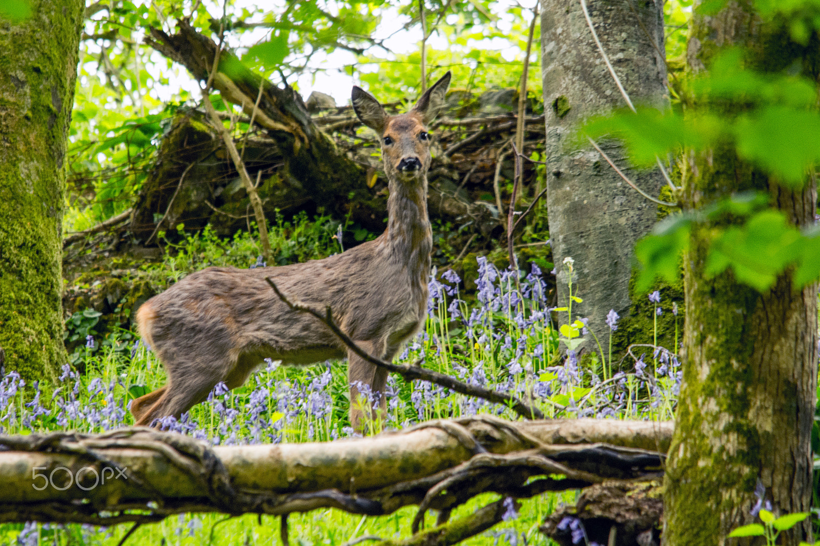 Sigma 150-500mm F5-6.3 DG OS HSM sample photo. Roe doe photography