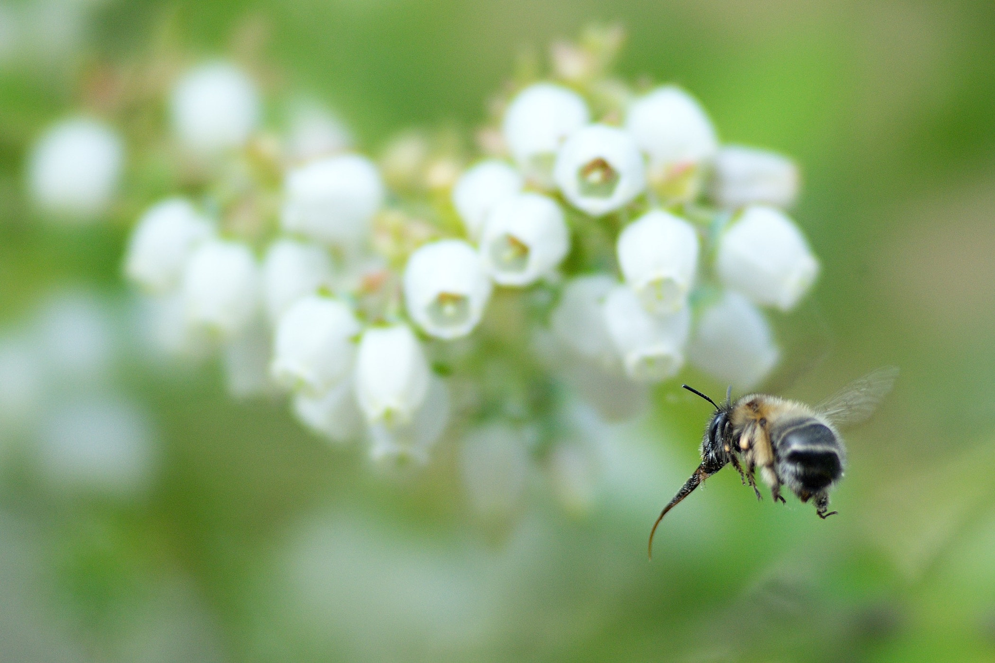 Sony 135mm F2.8 [T4.5] STF sample photo. Blueberries field photography