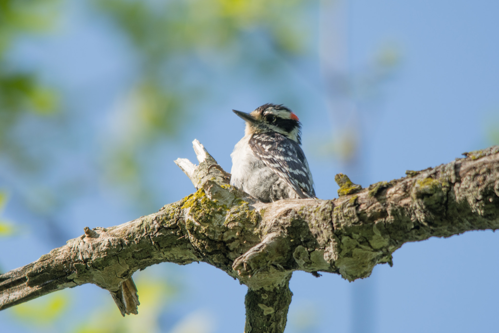 Sigma 150-500mm F5-6.3 DG OS HSM sample photo. Wood pecker photography