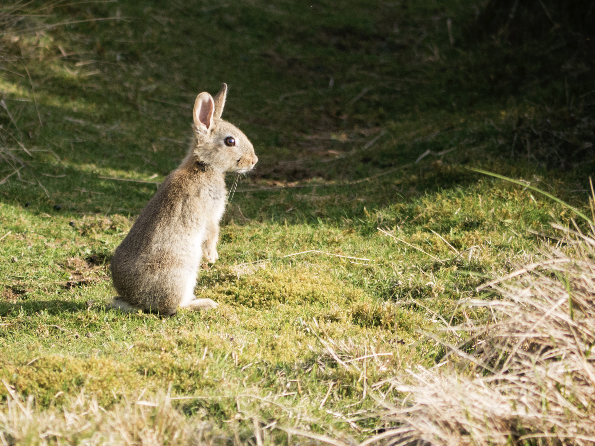 Panasonic Lumix DMC-GX7 + Panasonic Lumix G Vario 45-200mm F4-5.6 OIS sample photo. Rabbit photography