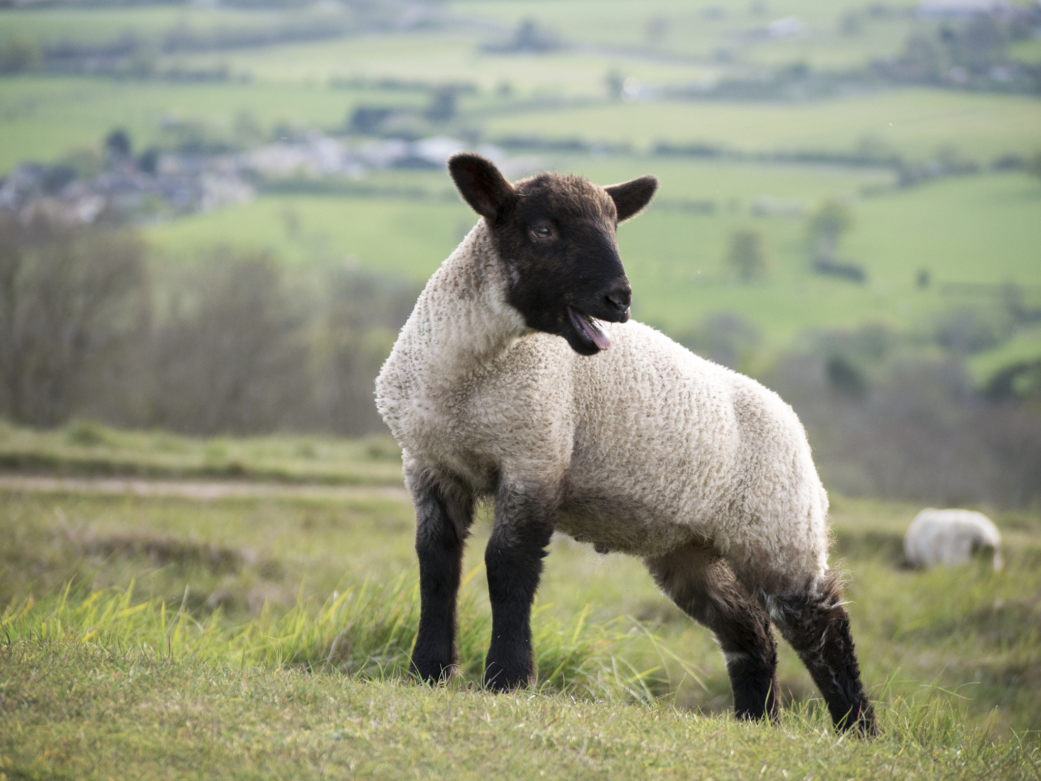 Panasonic Lumix G Vario 45-200mm F4-5.6 OIS sample photo. Lamb photography