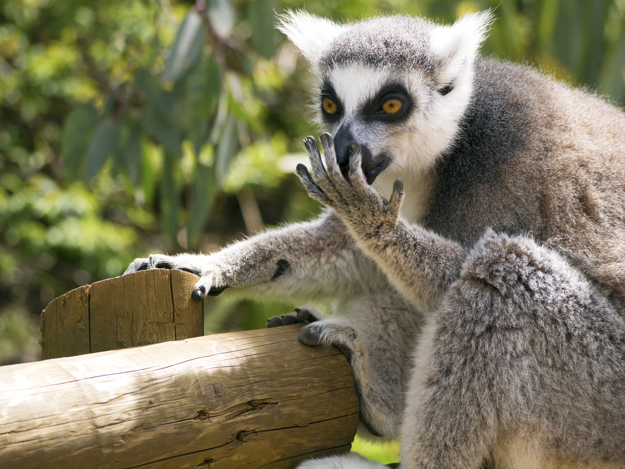 Panasonic Lumix G Vario 45-200mm F4-5.6 OIS sample photo. Ringtail lemur photography