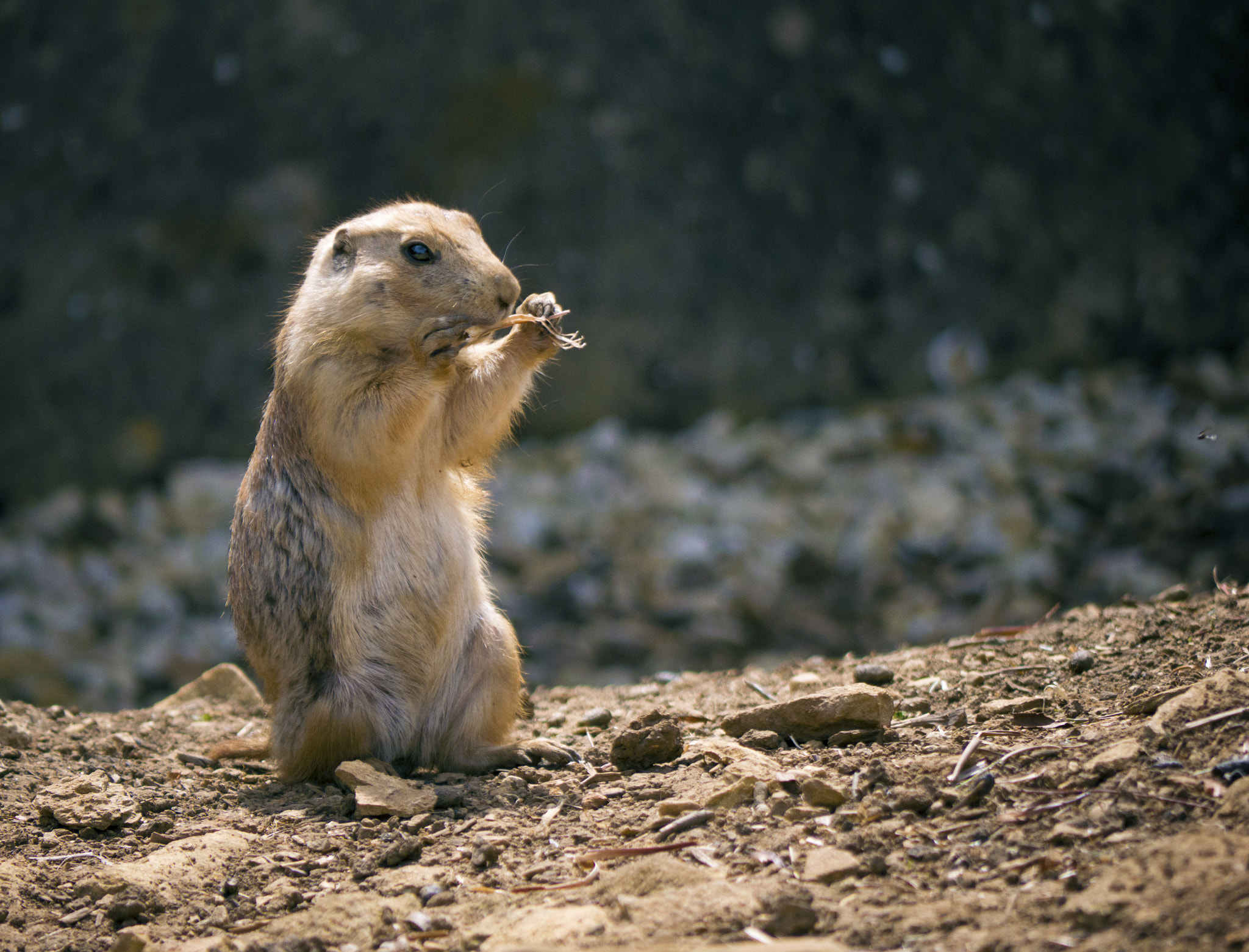 Panasonic Lumix DMC-GX7 + Panasonic Lumix G Vario 45-200mm F4-5.6 OIS sample photo. Prairie dog photography