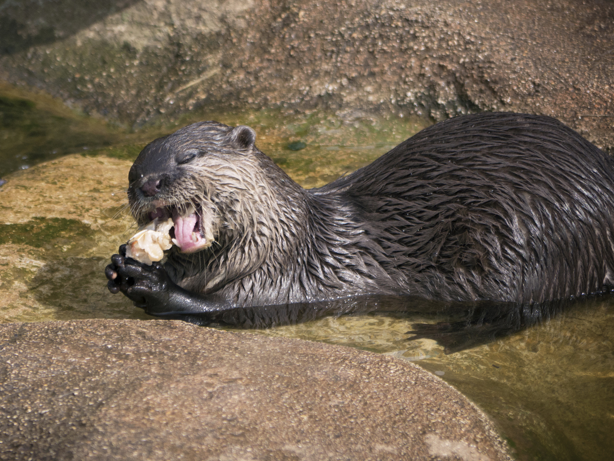 Panasonic Lumix G Vario 45-200mm F4-5.6 OIS sample photo. Otter photography
