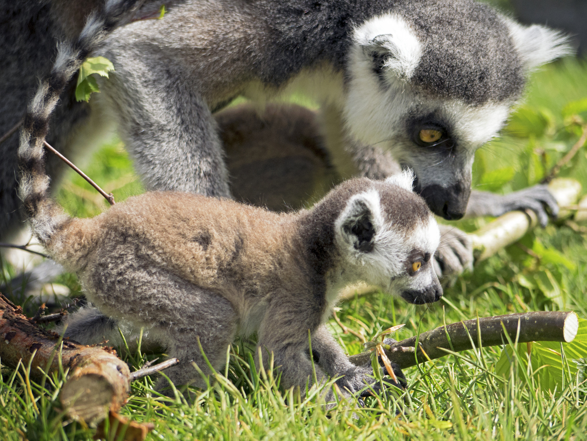 Panasonic Lumix DMC-GX7 + Panasonic Lumix G Vario 45-200mm F4-5.6 OIS sample photo. Ringtail lemur photography