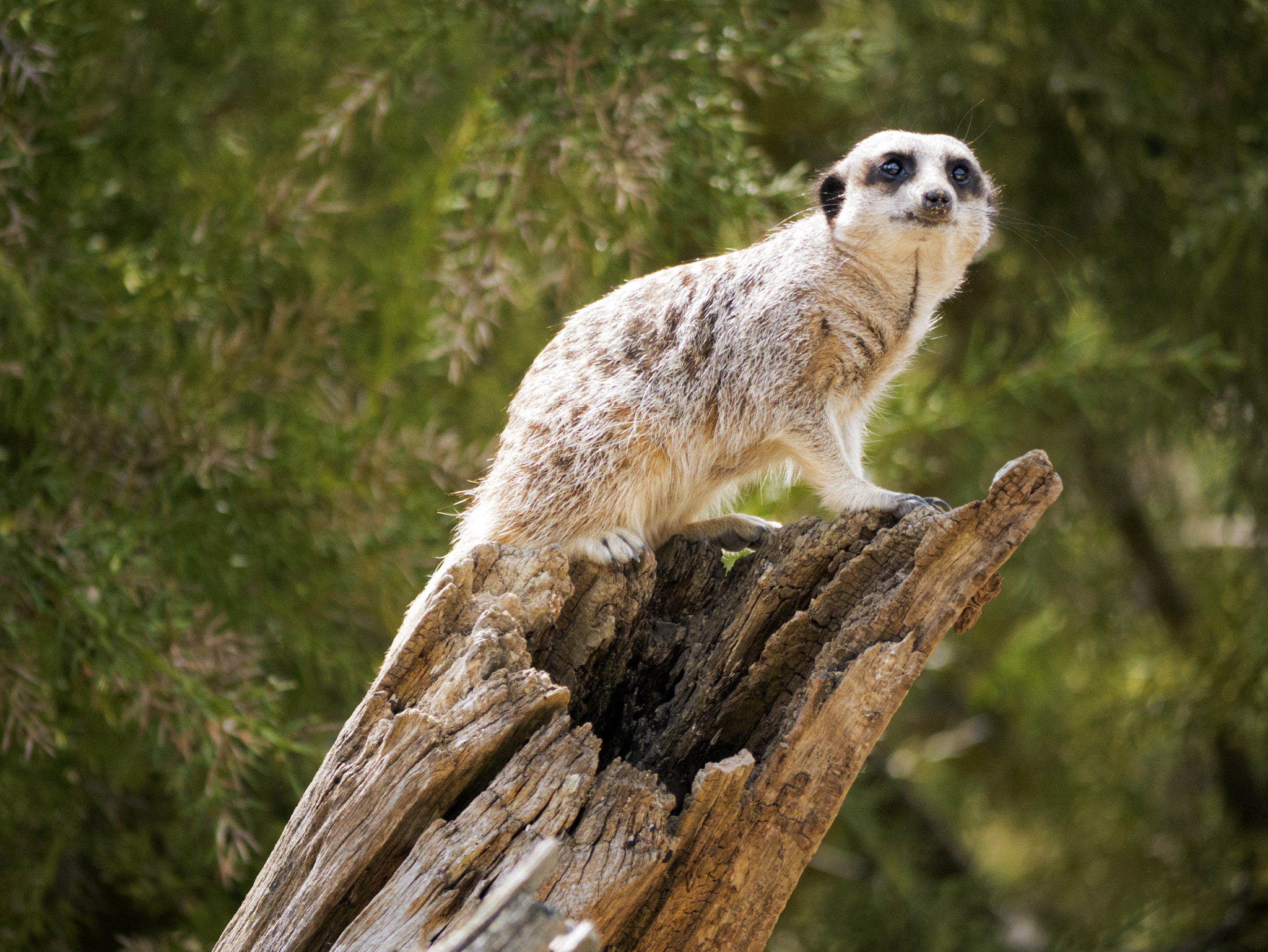 Panasonic Lumix G Vario 45-200mm F4-5.6 OIS sample photo. Meerkat photography