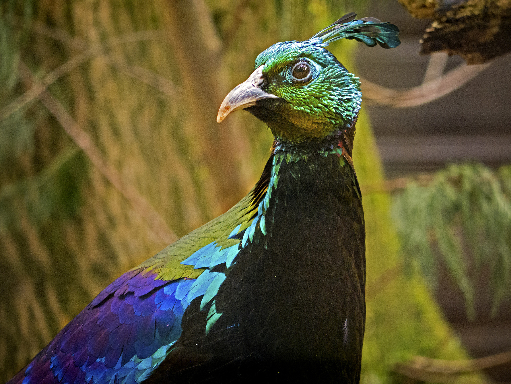 Panasonic Lumix G Vario 45-200mm F4-5.6 OIS sample photo. Himalayan monal photography
