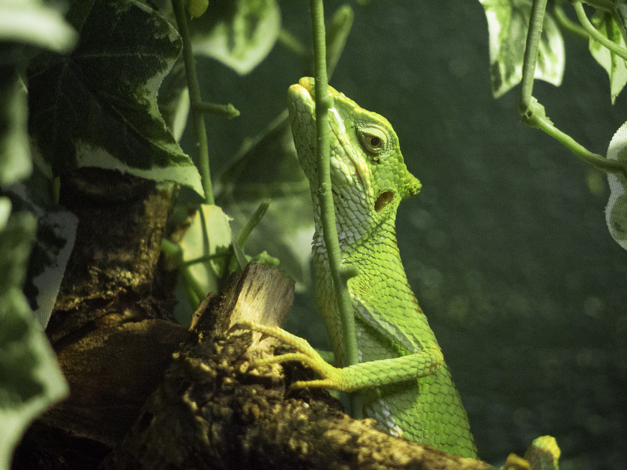 Panasonic Lumix DMC-GX7 + Panasonic Lumix G Vario 45-200mm F4-5.6 OIS sample photo. Lizard photography