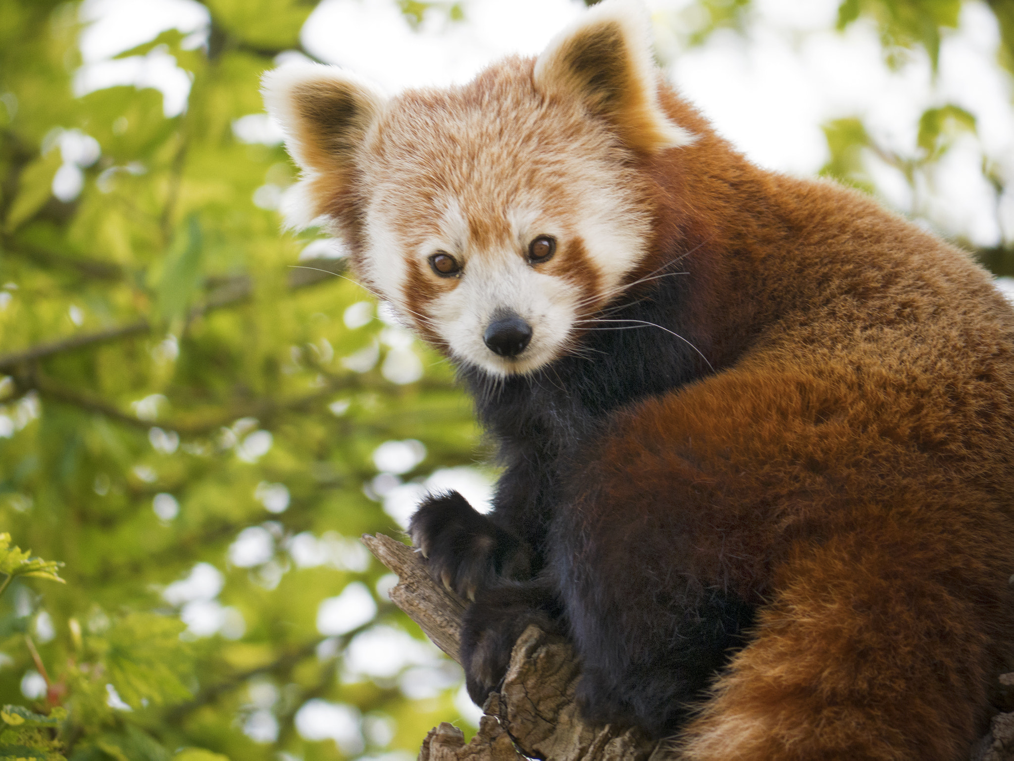 Panasonic Lumix DMC-GX7 + Panasonic Lumix G Vario 45-200mm F4-5.6 OIS sample photo. Red panda photography