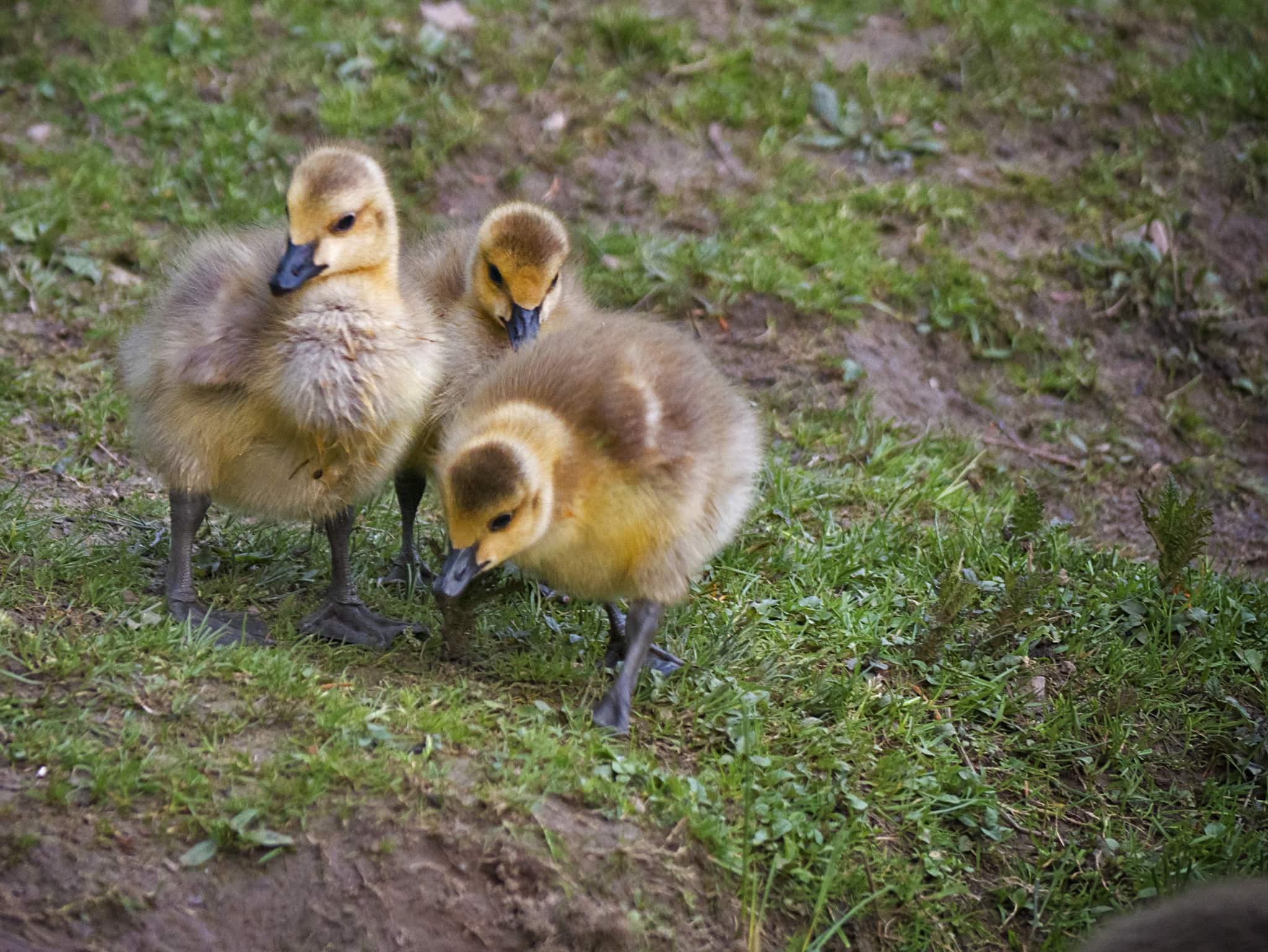 Panasonic Lumix DMC-GX7 + Panasonic Lumix G Vario 45-200mm F4-5.6 OIS sample photo. Geese chicks photography